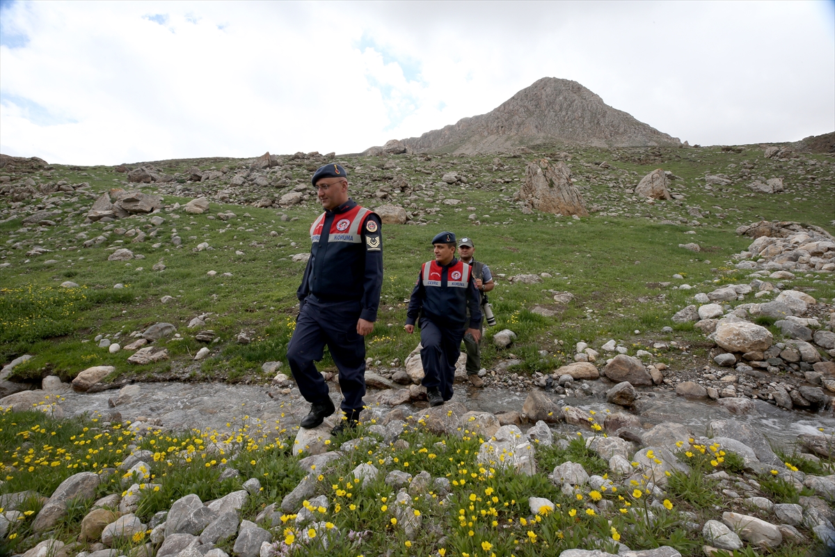 Jandarma ekipleri endemik bitkilerin korunması için görevde - Görsel 12