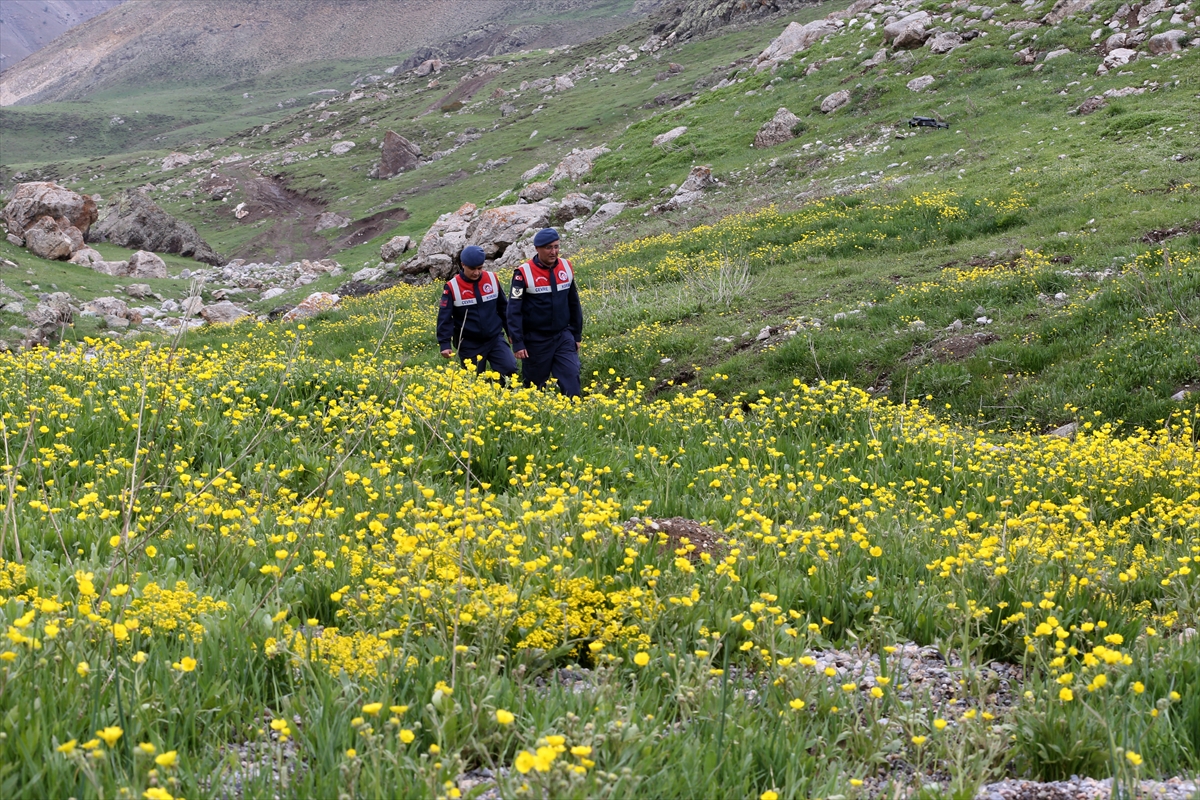 Jandarma ekipleri endemik bitkilerin korunması için görevde - Görsel 14