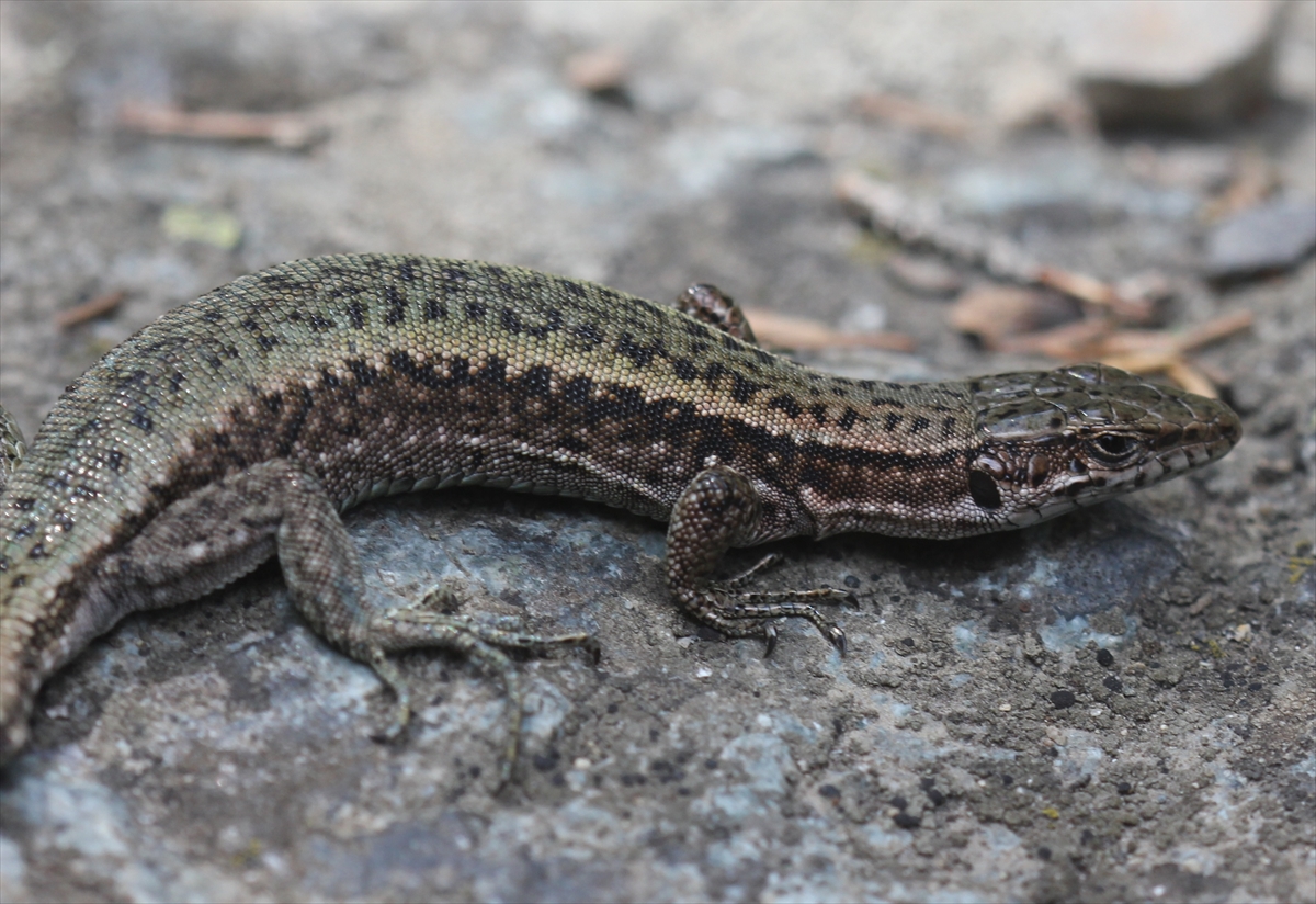 Keşfettiği kertenkele türüne vefat eden annesinin ismini verdi - Görsel 2
