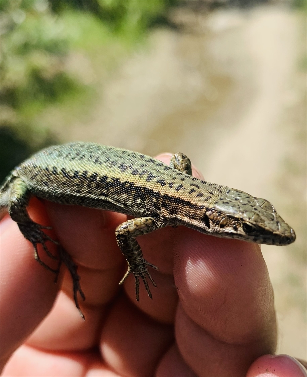Keşfettiği kertenkele türüne vefat eden annesinin ismini verdi - Görsel 3