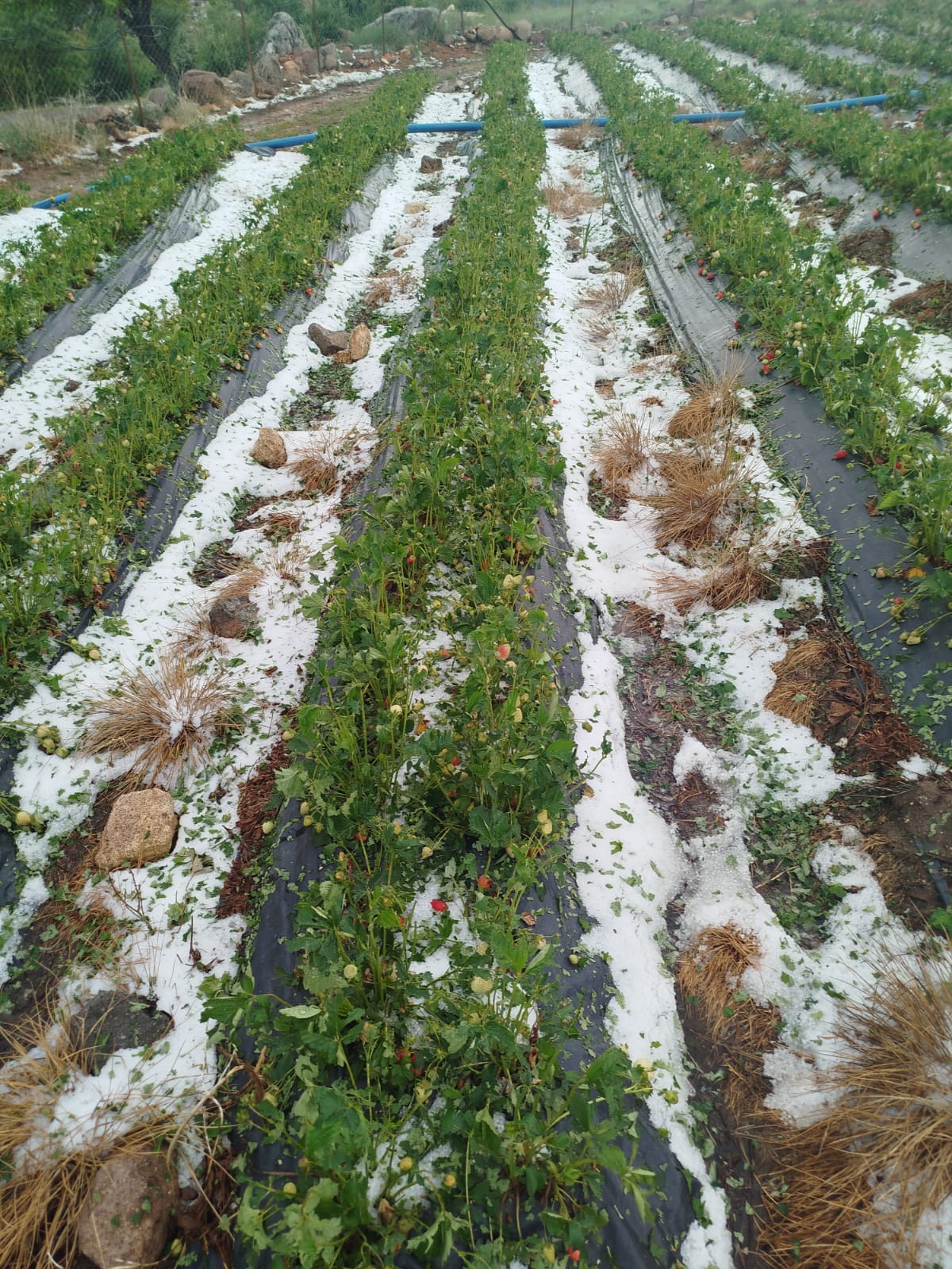 Şiddetli Dolu Yağışı Ketenli'deki Çilek Tarlalarına Zarar Verdi - Görsel 1