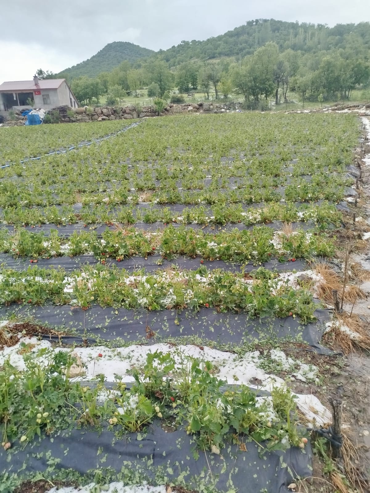 Şiddetli Dolu Yağışı Ketenli'deki Çilek Tarlalarına Zarar Verdi - Görsel 2