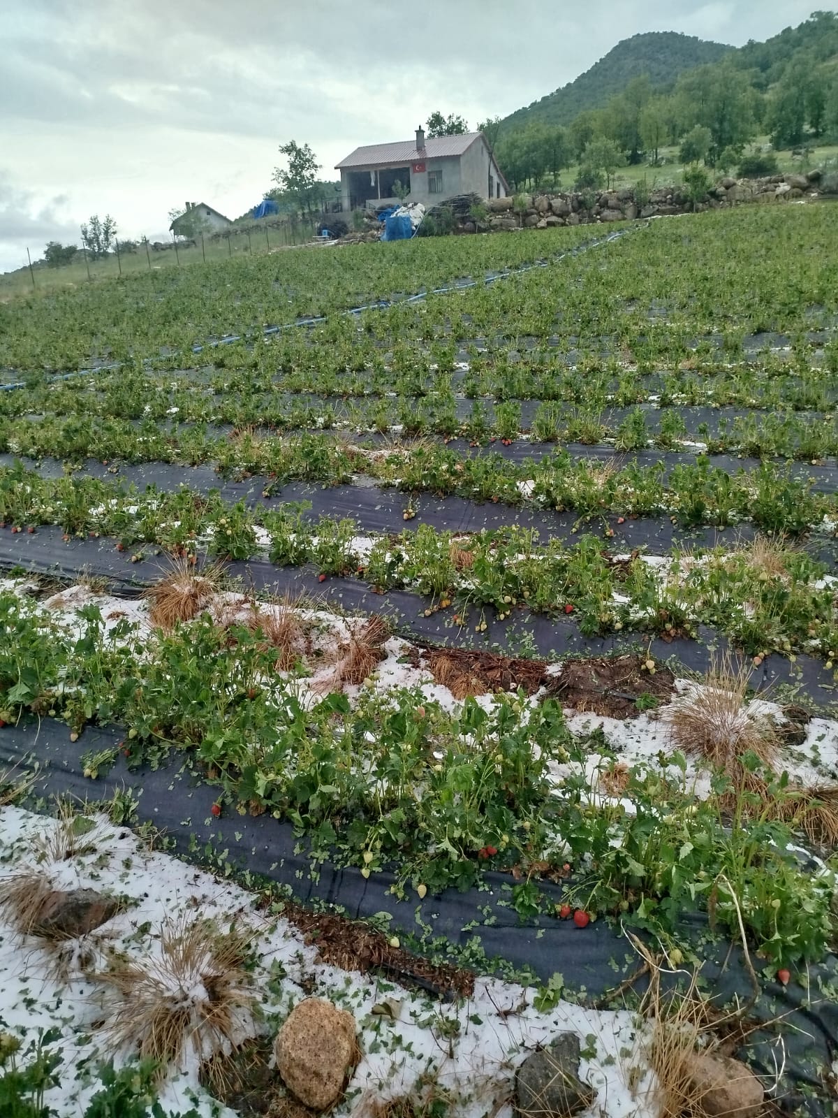 Şiddetli Dolu Yağışı Ketenli'deki Çilek Tarlalarına Zarar Verdi - Görsel 3