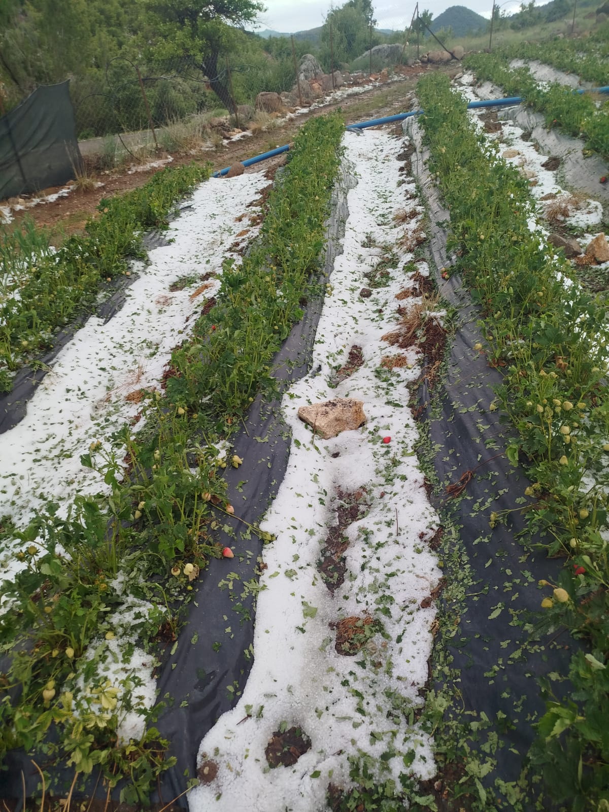 Şiddetli Dolu Yağışı Ketenli'deki Çilek Tarlalarına Zarar Verdi - Görsel 4