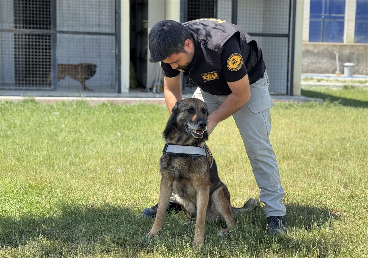 KONYA - Görevini tamamlayan emniyetin bomba arama köpeği "Artur" ekip arkadaşından ayrılmayacak - Görsel 5
