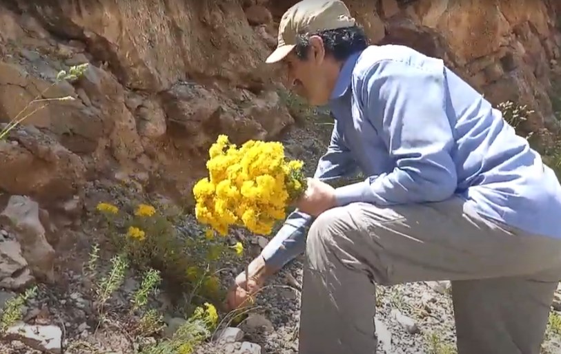 Toroslar'ın Şifalı Bitkisi: Sarı Kantaron ve Faydaları - Görsel 1