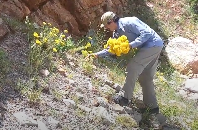 Toroslar'ın Şifalı Bitkisi: Sarı Kantaron ve Faydaları - Görsel 2