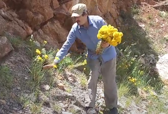 Toroslar'ın Şifalı Bitkisi: Sarı Kantaron ve Faydaları - Görsel 3
