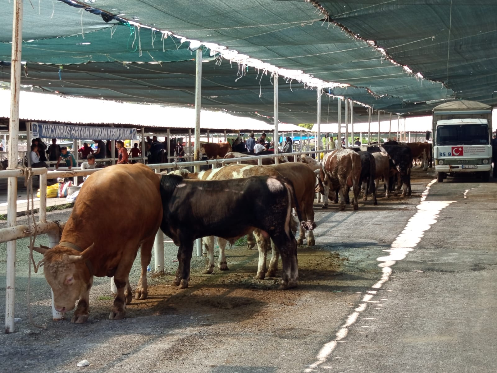 Seydişehir'de Kurban Pazarı Hareketlendi: İşte Son Fiyatlar.  - Görsel 1