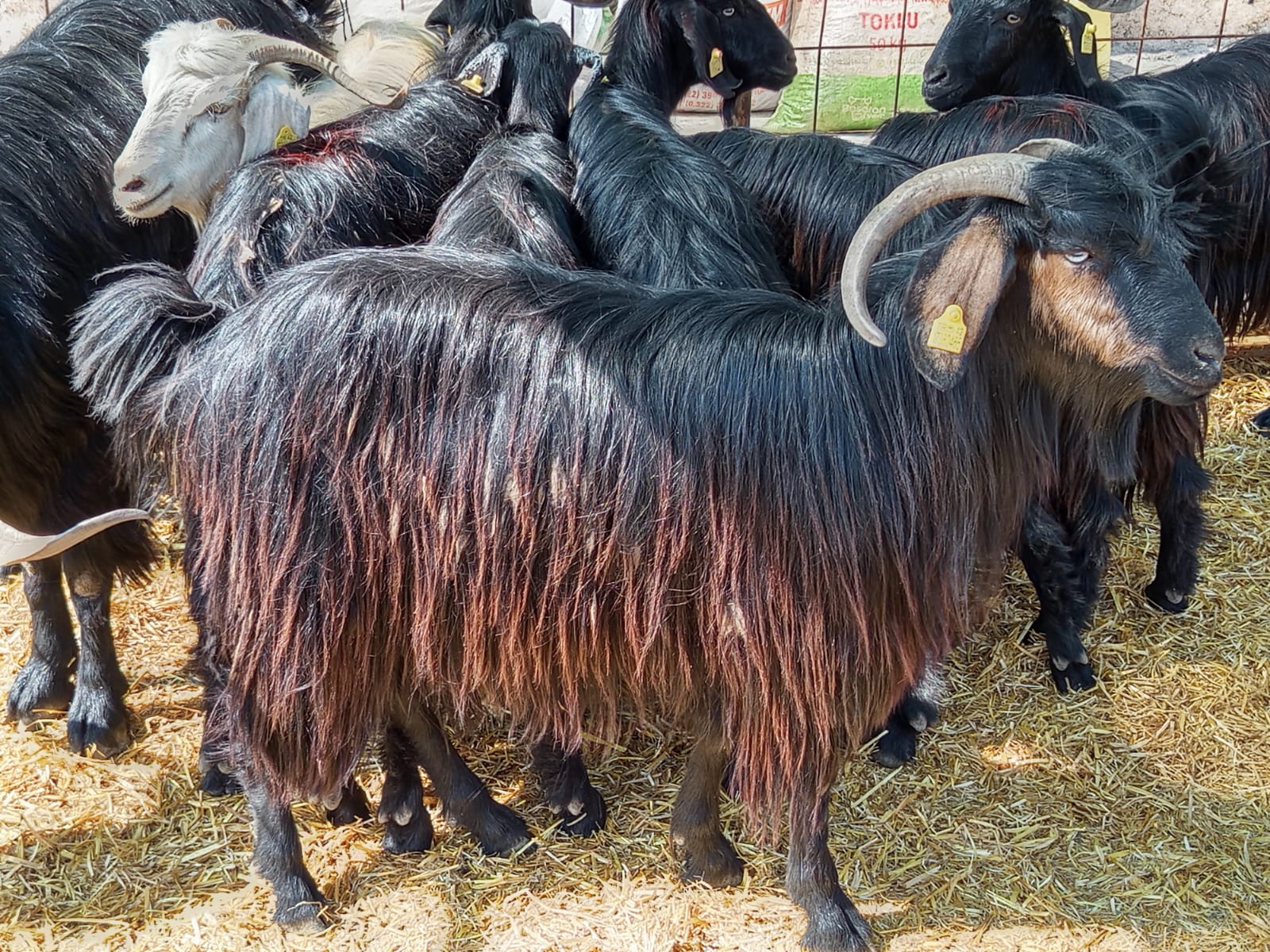 Seydişehir'de Kurban Pazarı Hareketlendi: İşte Son Fiyatlar.  - Görsel 2