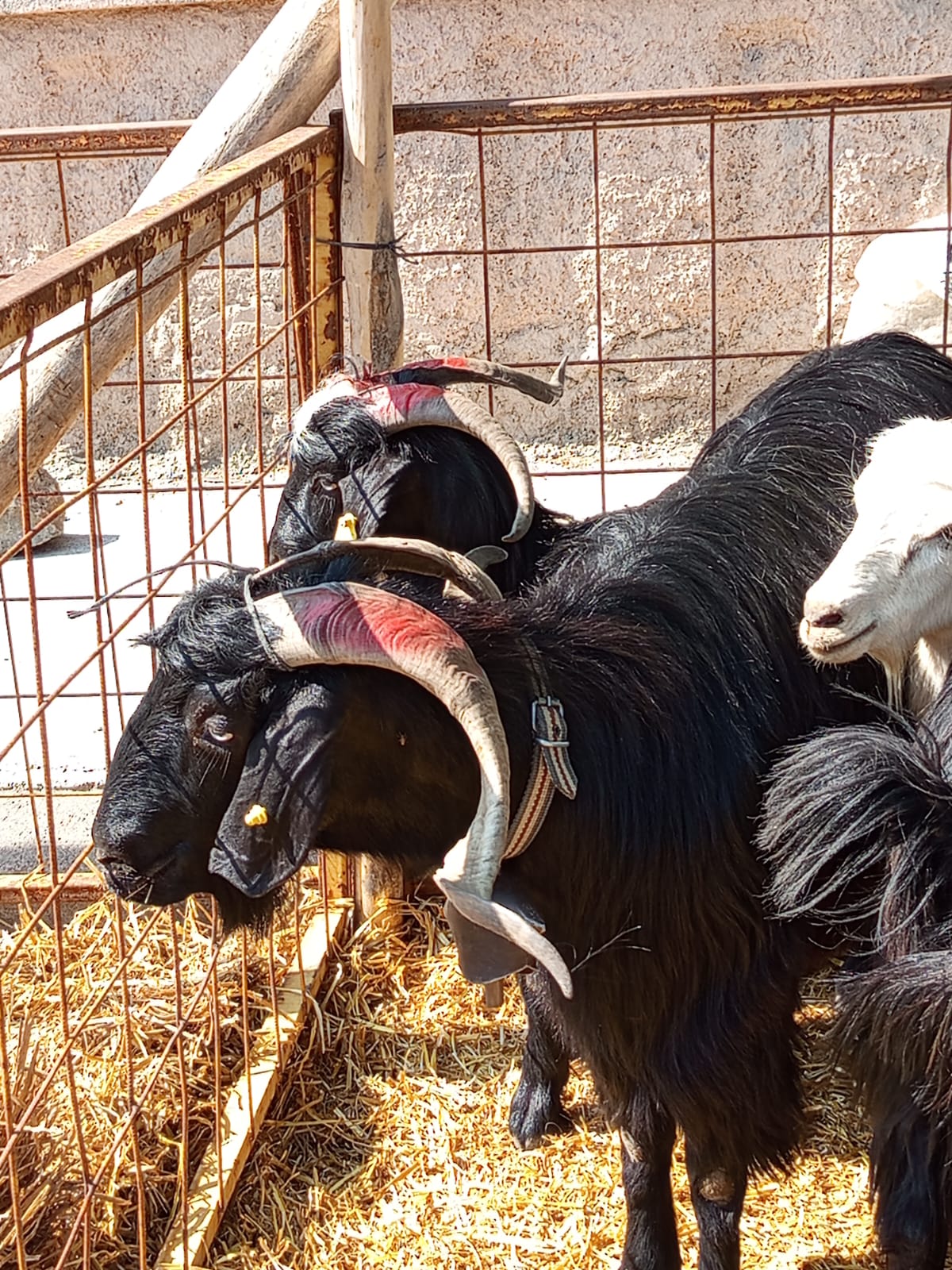 Seydişehir'de Kurban Pazarı Hareketlendi: İşte Son Fiyatlar.  - Görsel 3