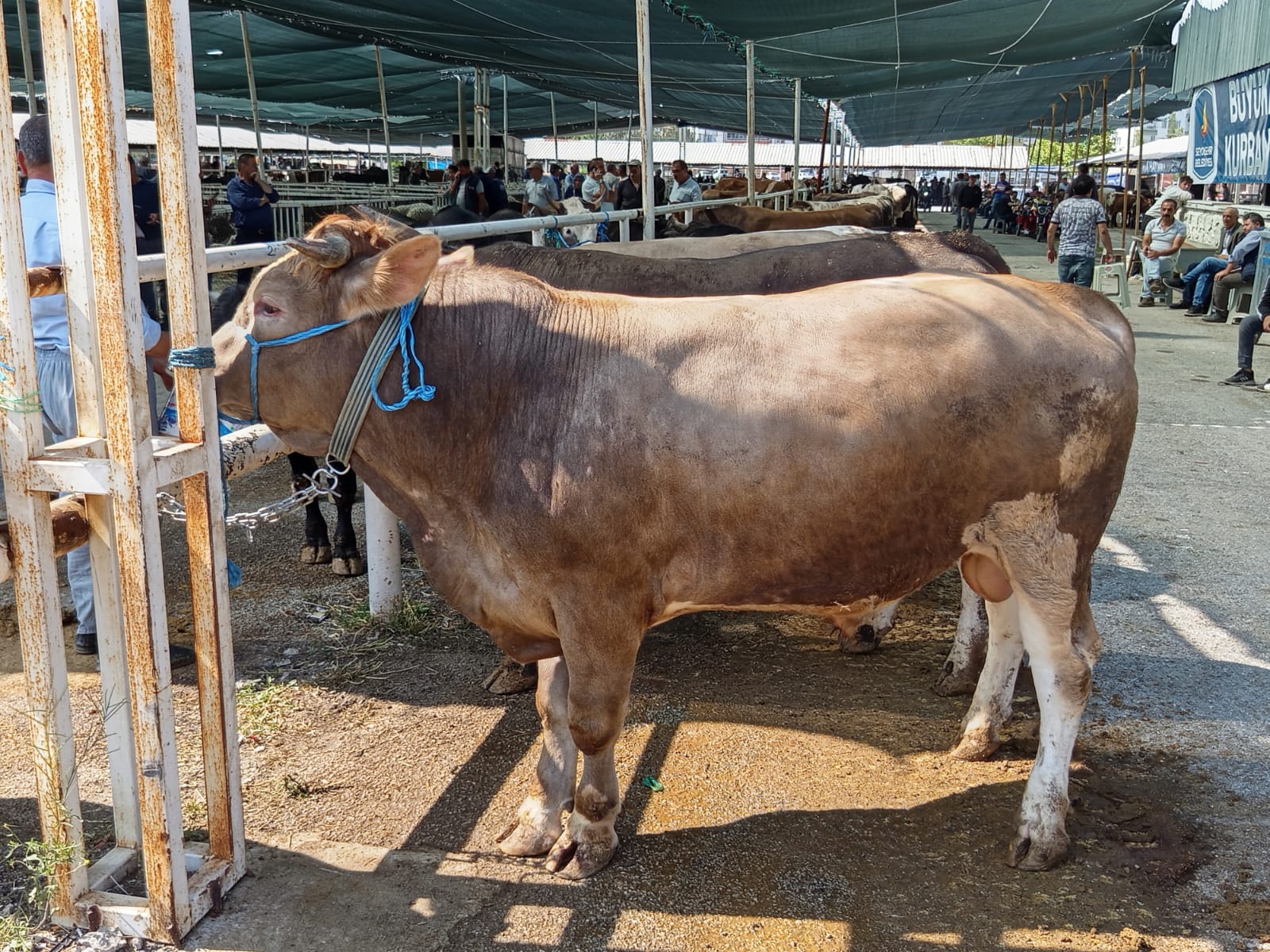 Seydişehir'de Kurban Pazarı Hareketlendi: İşte Son Fiyatlar.  - Görsel 4