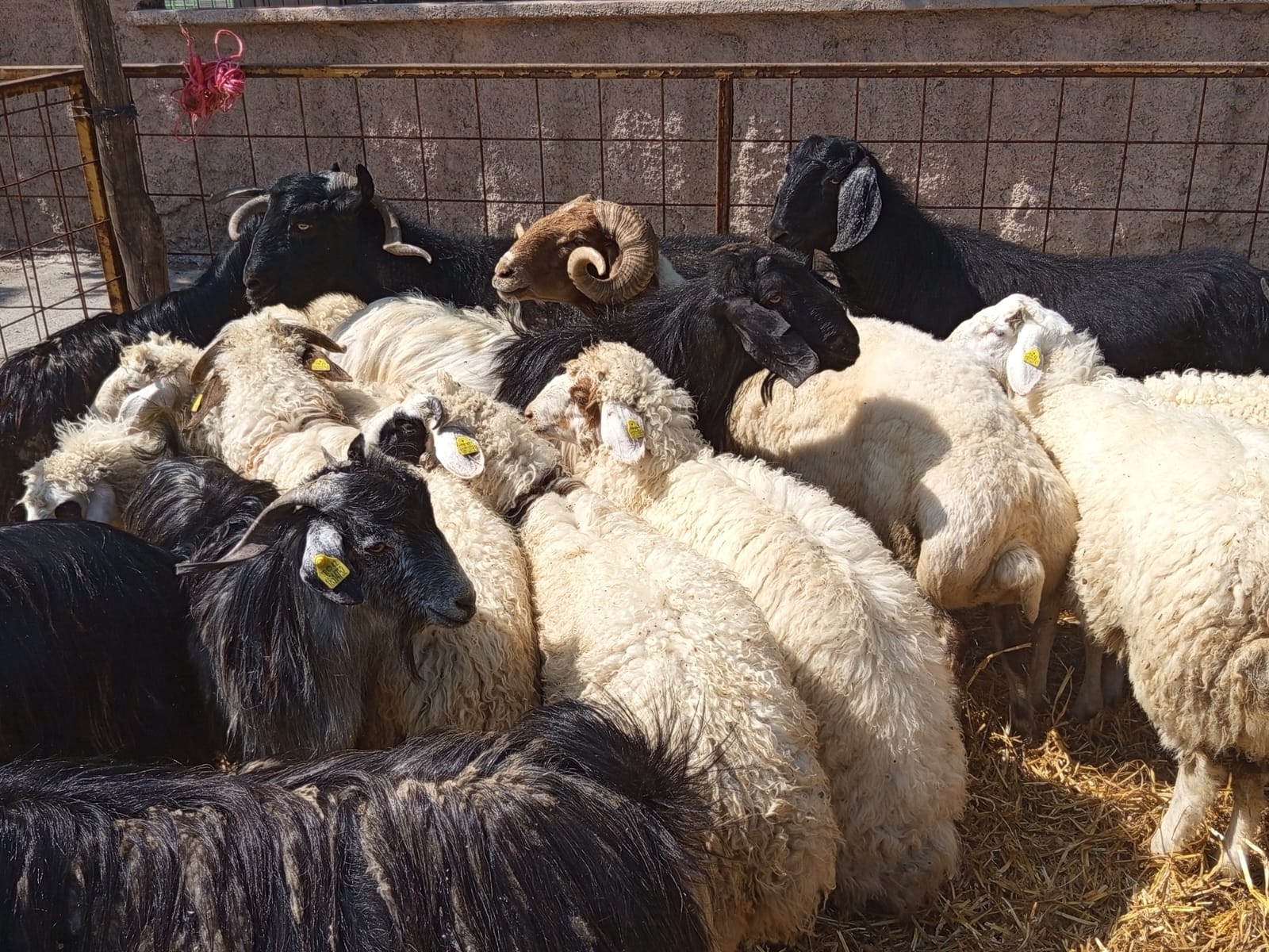 Seydişehir'de Kurban Pazarı Hareketlendi: İşte Son Fiyatlar.  - Görsel 5