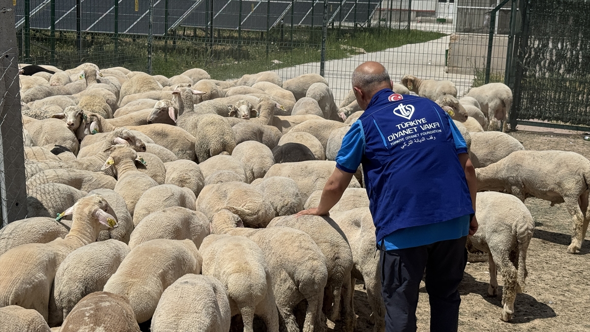 TDV, Konya'da kurban etlerini 12 bin 540 kişiye ulaştıracak - Görsel 1