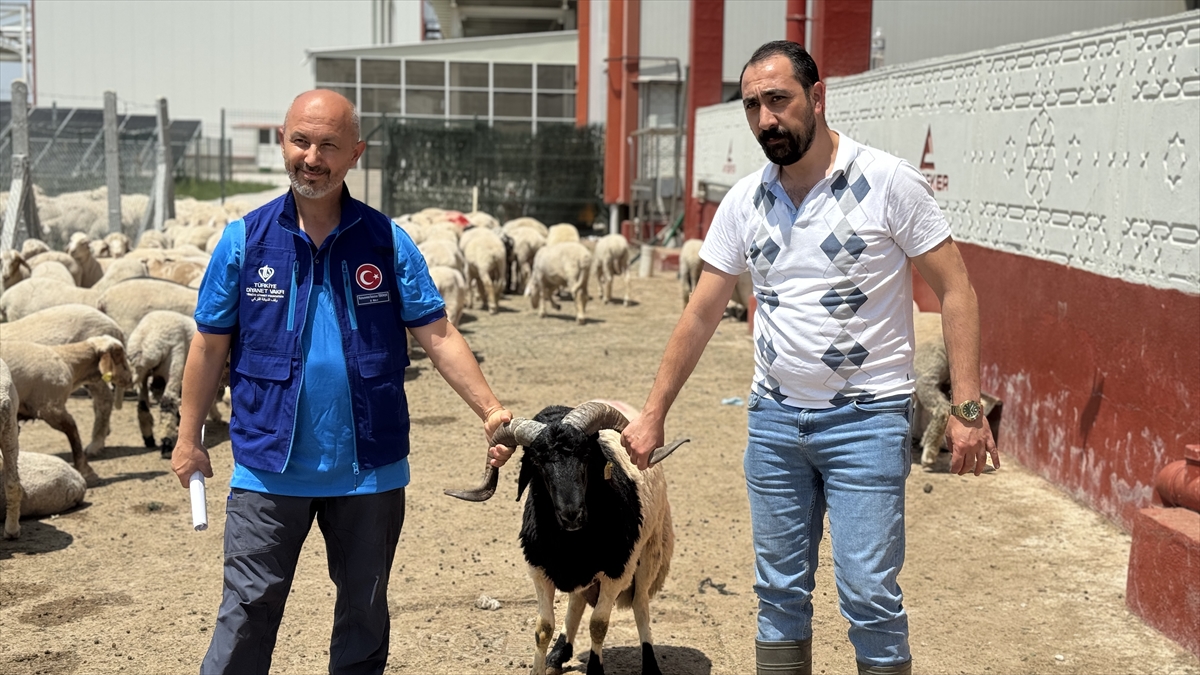 TDV, Konya'da kurban etlerini 12 bin 540 kişiye ulaştıracak - Görsel 2