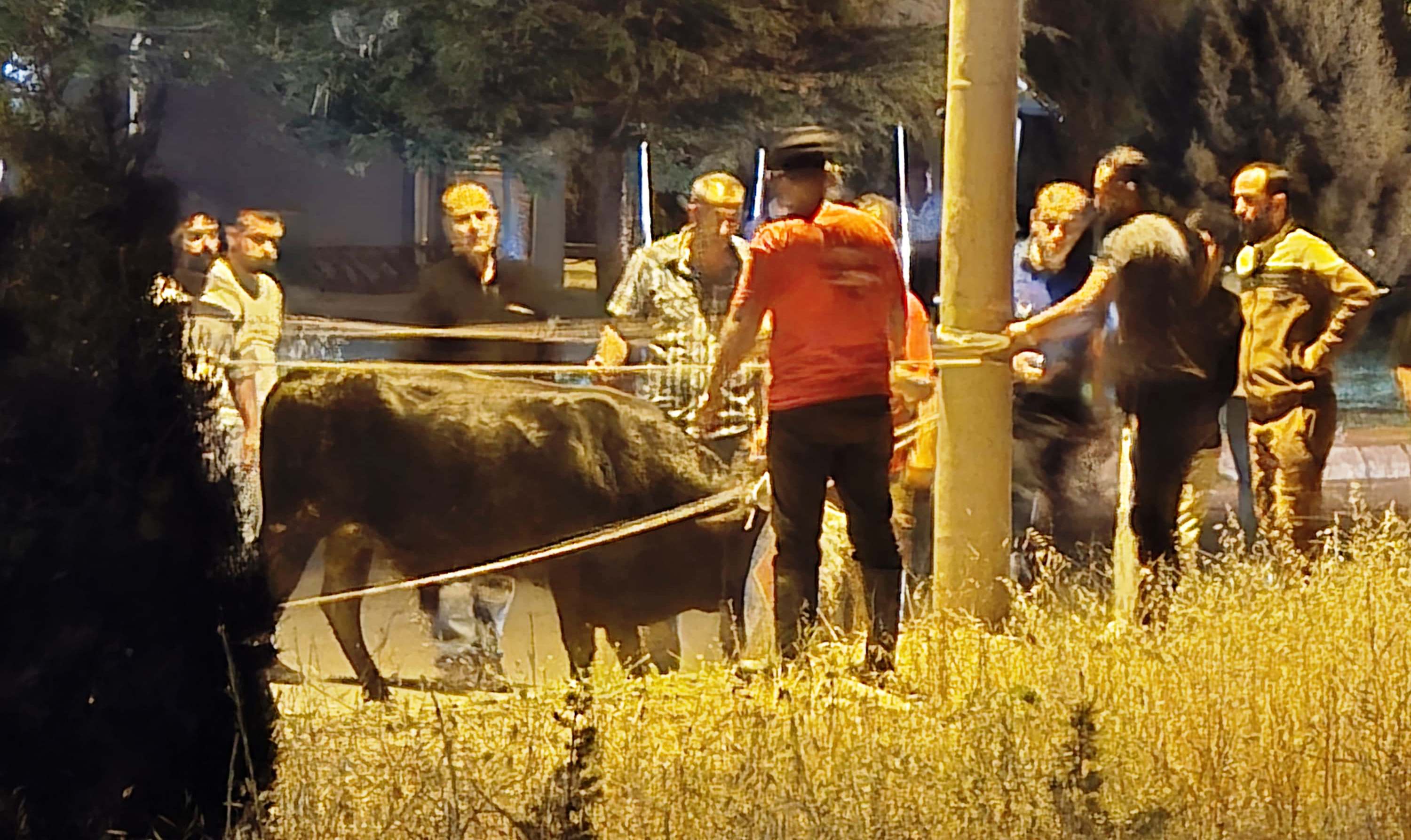 "Seydişehir'de Kaçan Kurbanlık Boğa, İş Yerlerine ve Araçlara Zarar Verdi!" - Görsel 1