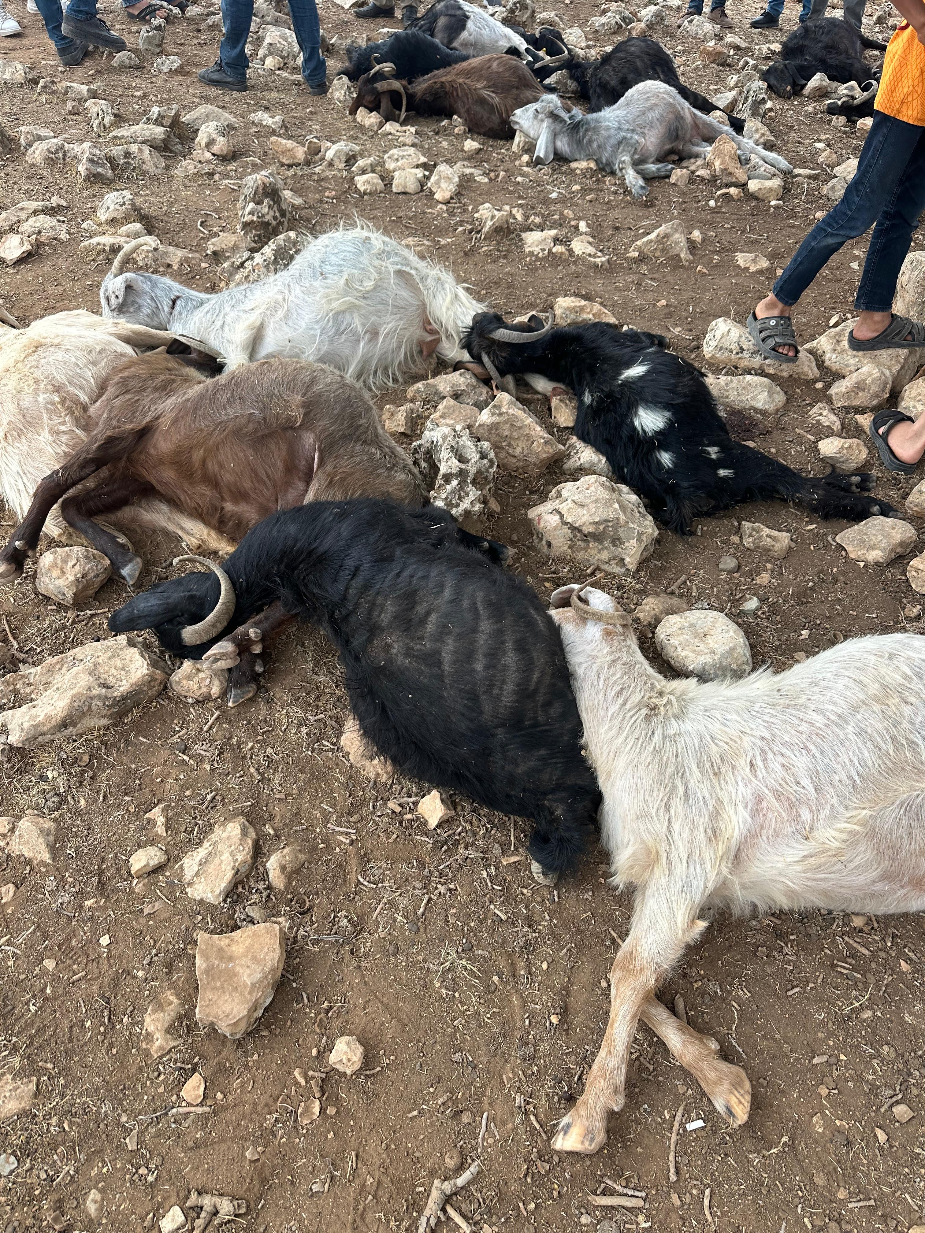 Şırnak'ta yıldırım isabet eden 99 küçükbaş öldü - Görsel 1