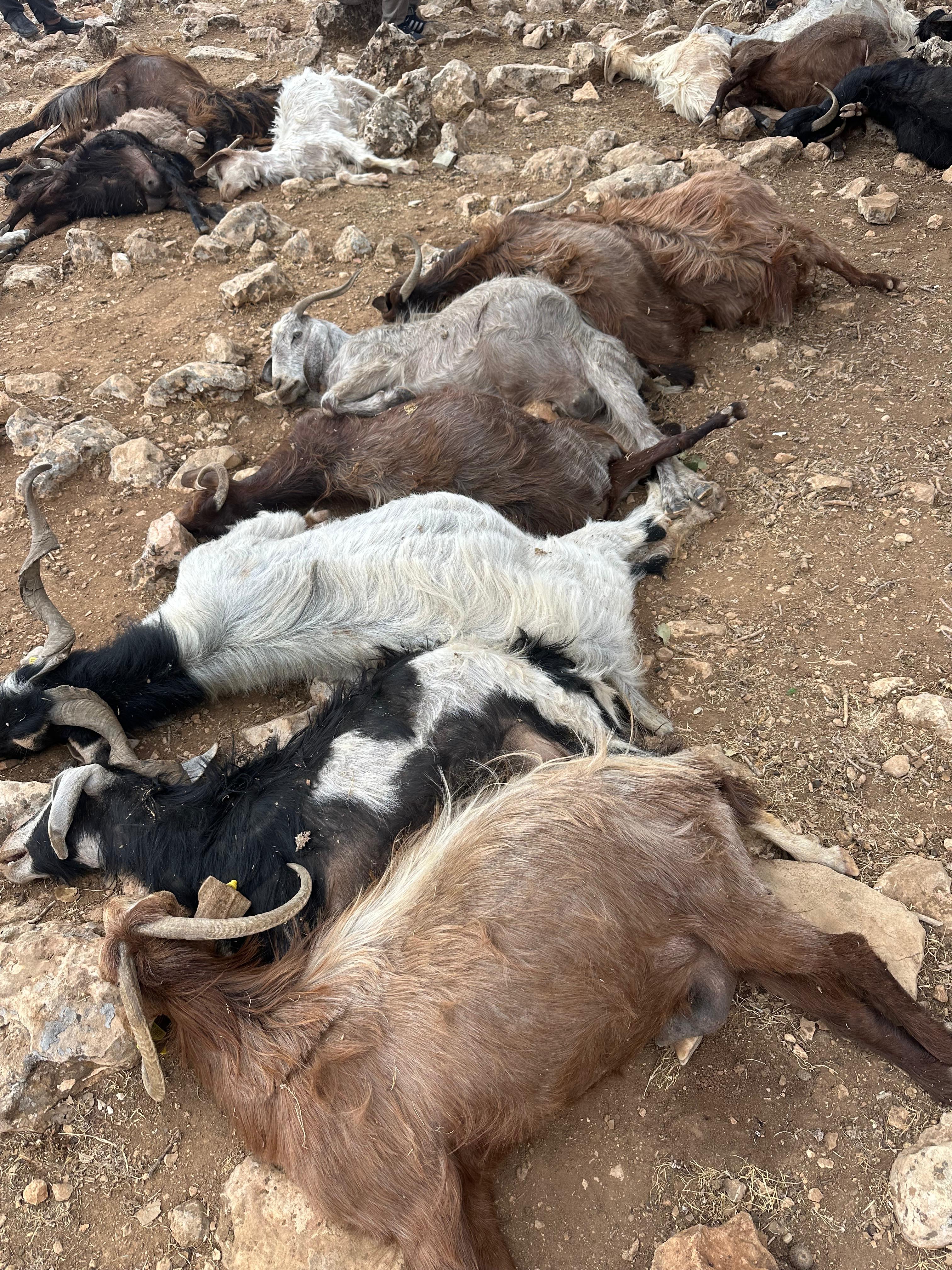 Şırnak'ta yıldırım isabet eden 99 küçükbaş öldü - Görsel 2