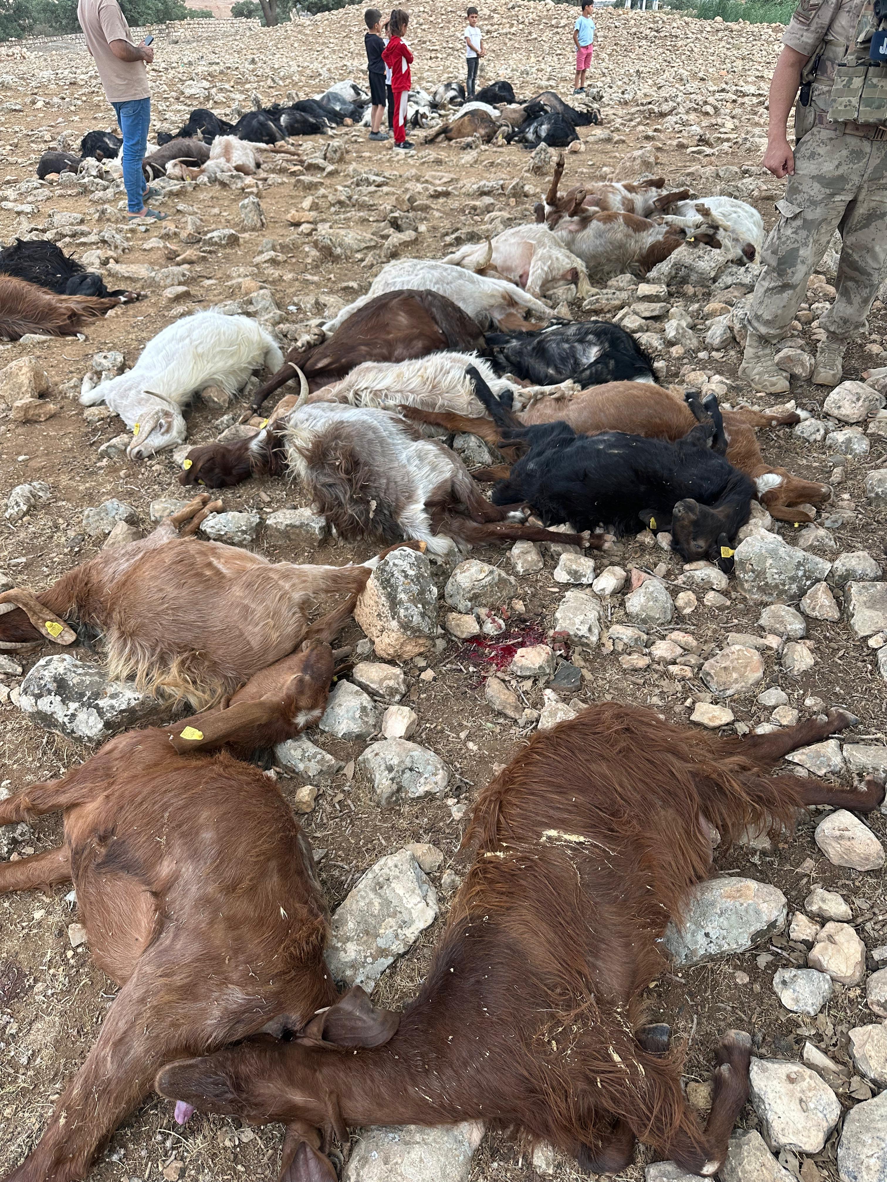 Şırnak'ta yıldırım isabet eden 99 küçükbaş öldü - Görsel 3