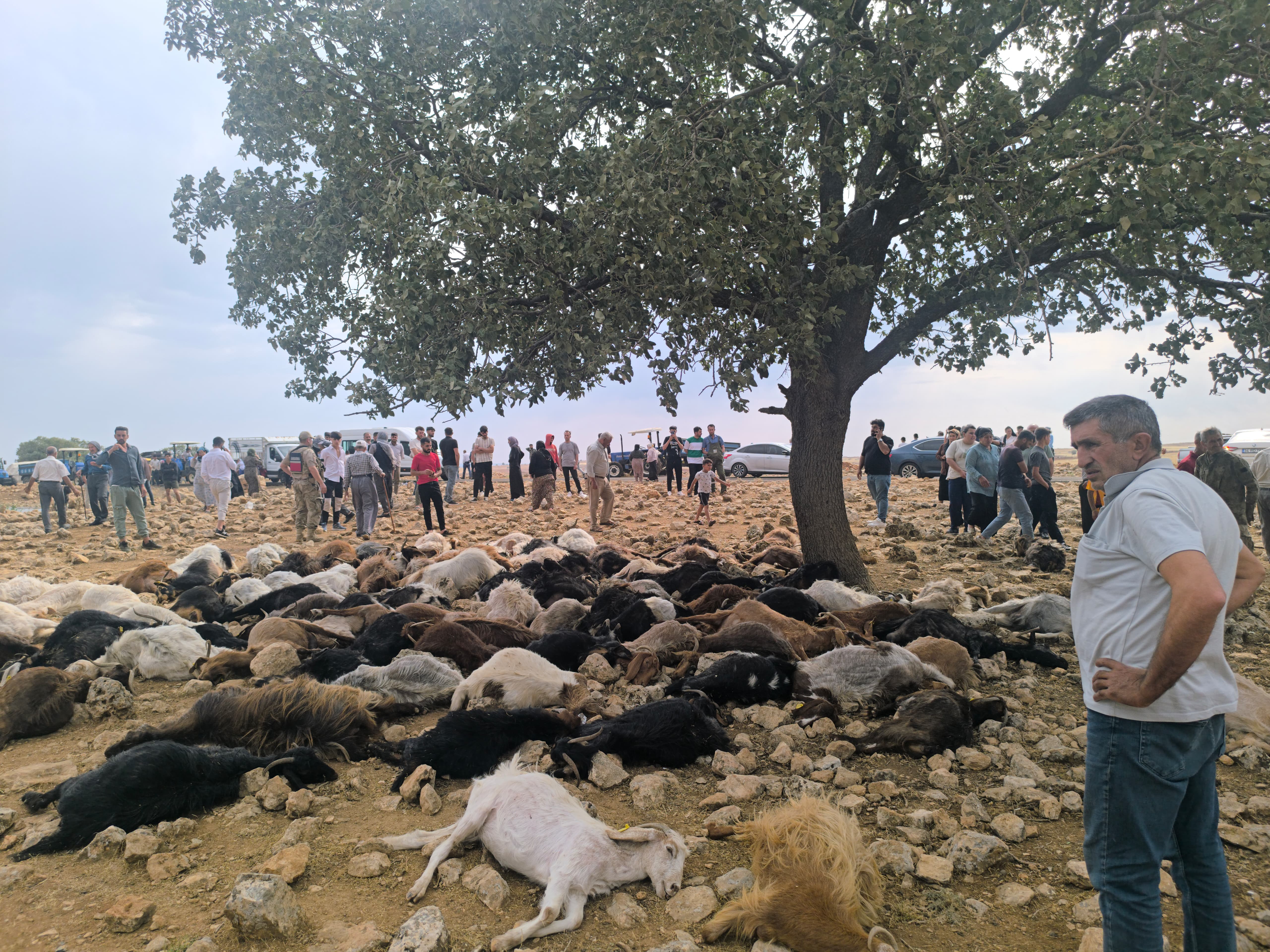 Şırnak'ta yıldırım isabet eden 99 küçükbaş öldü - Görsel 4
