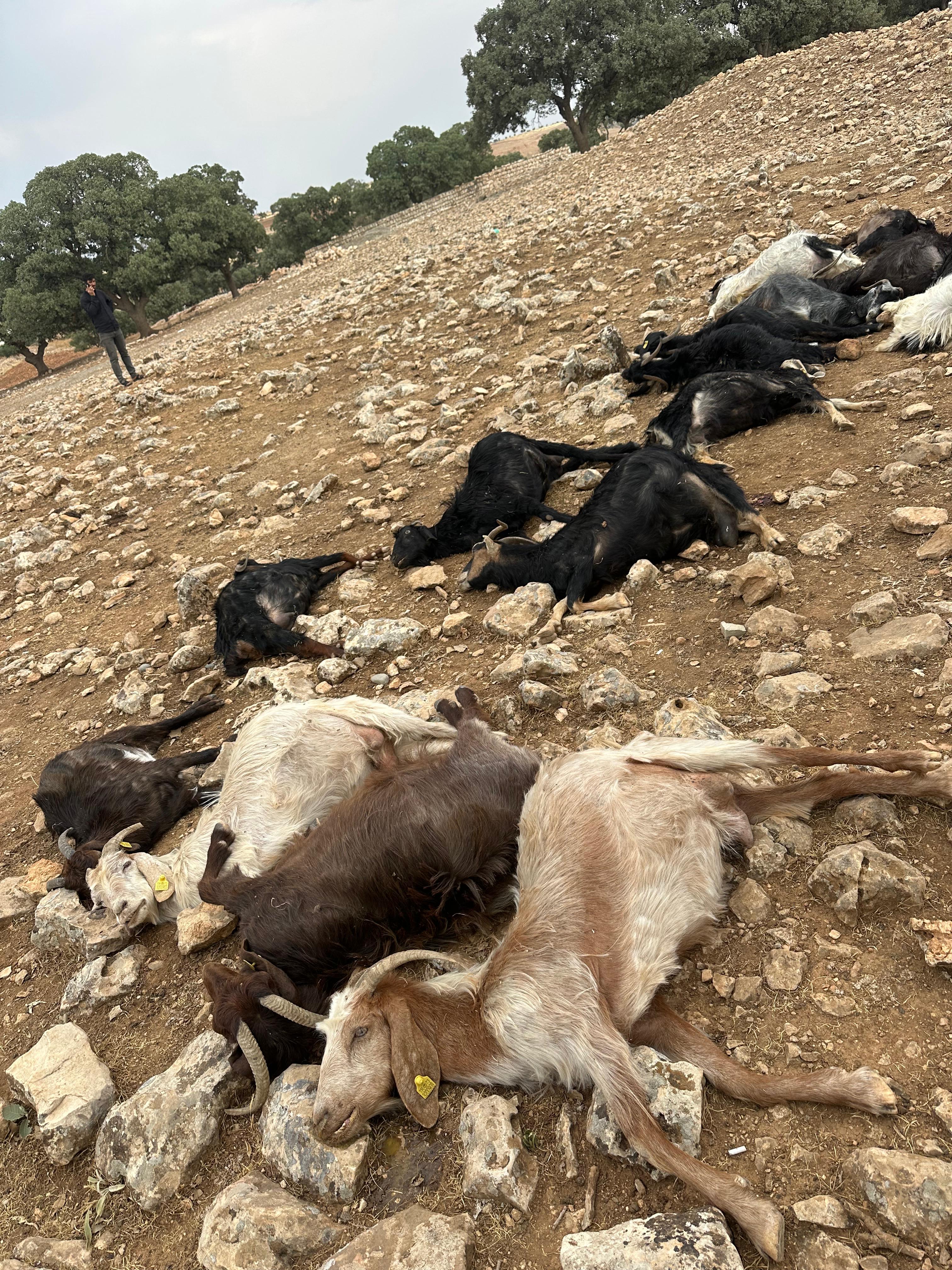 Şırnak'ta yıldırım isabet eden 99 küçükbaş öldü - Görsel 5