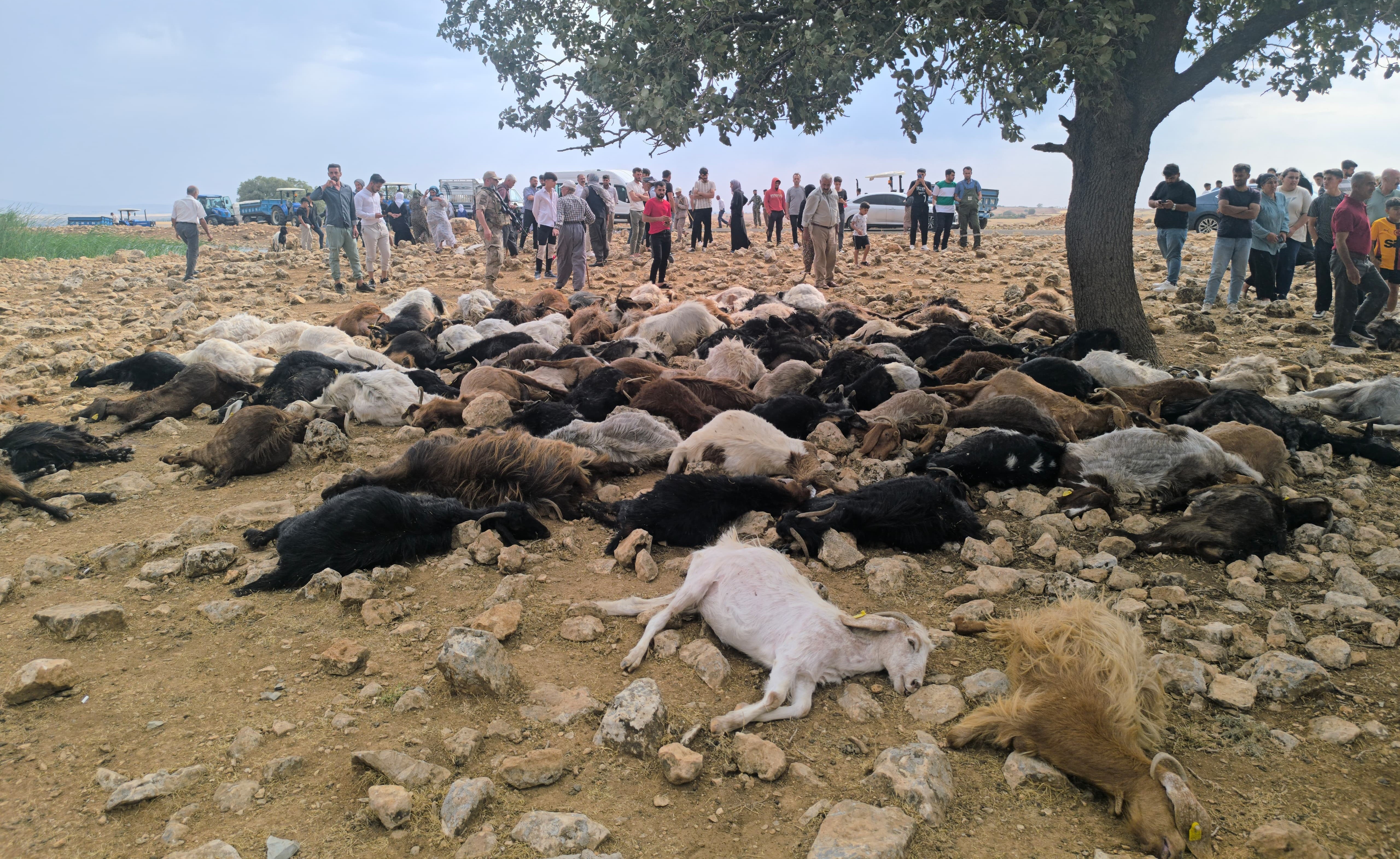 Şırnak'ta yıldırım isabet eden 99 küçükbaş öldü - Görsel 6