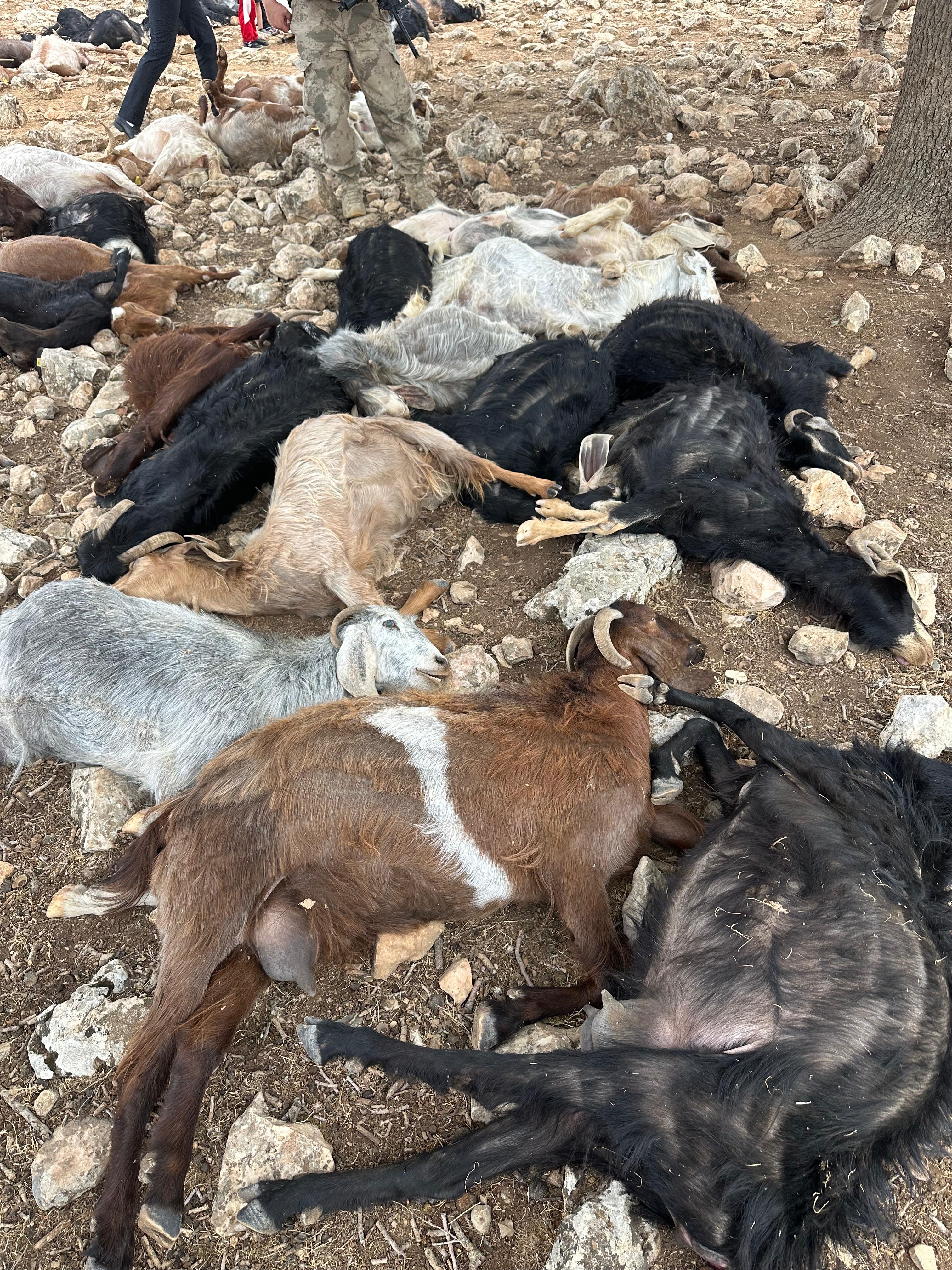 Şırnak'ta yıldırım isabet eden 99 küçükbaş öldü - Görsel 8