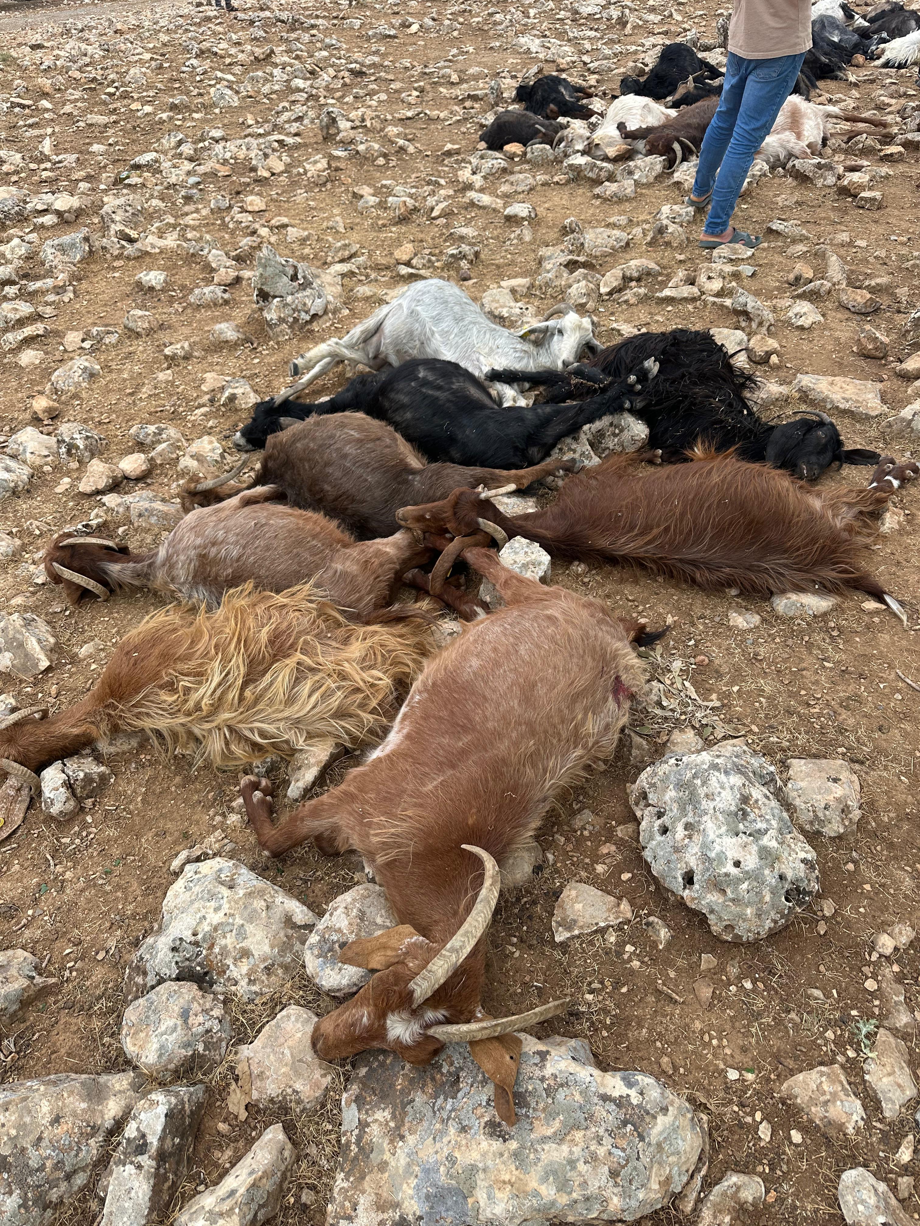 Şırnak'ta yıldırım isabet eden 99 küçükbaş öldü - Görsel 9