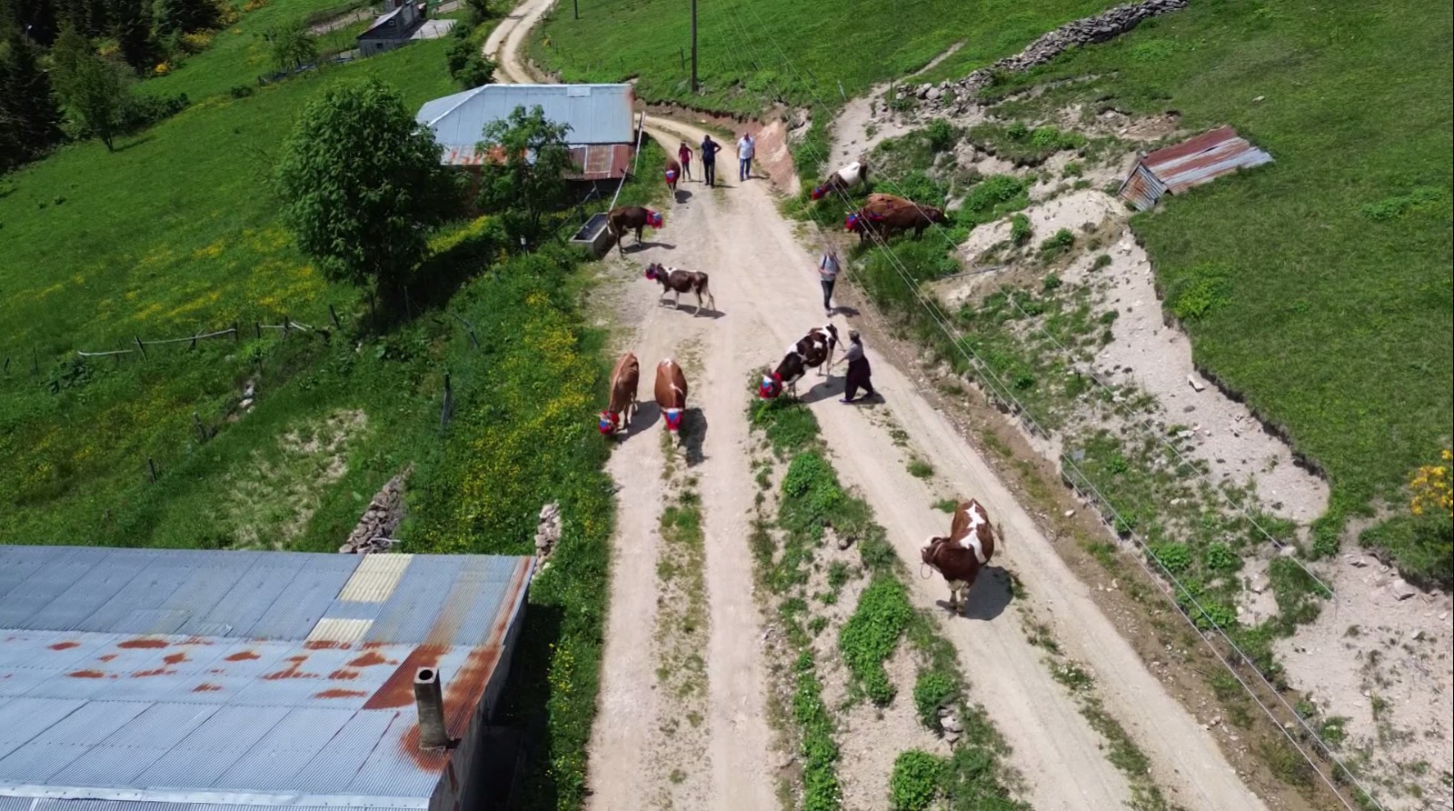 Karadeniz’de türkülü manili renkli yayla göçü(ÖZEL HABER) - Görsel 2