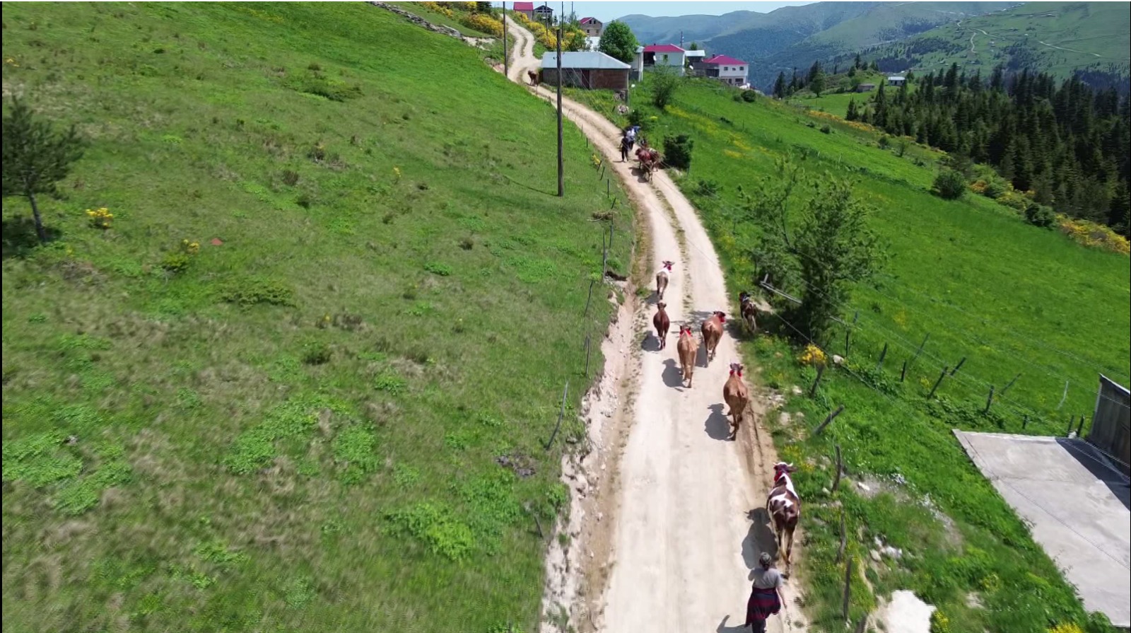 Karadeniz’de türkülü manili renkli yayla göçü(ÖZEL HABER) - Görsel 3