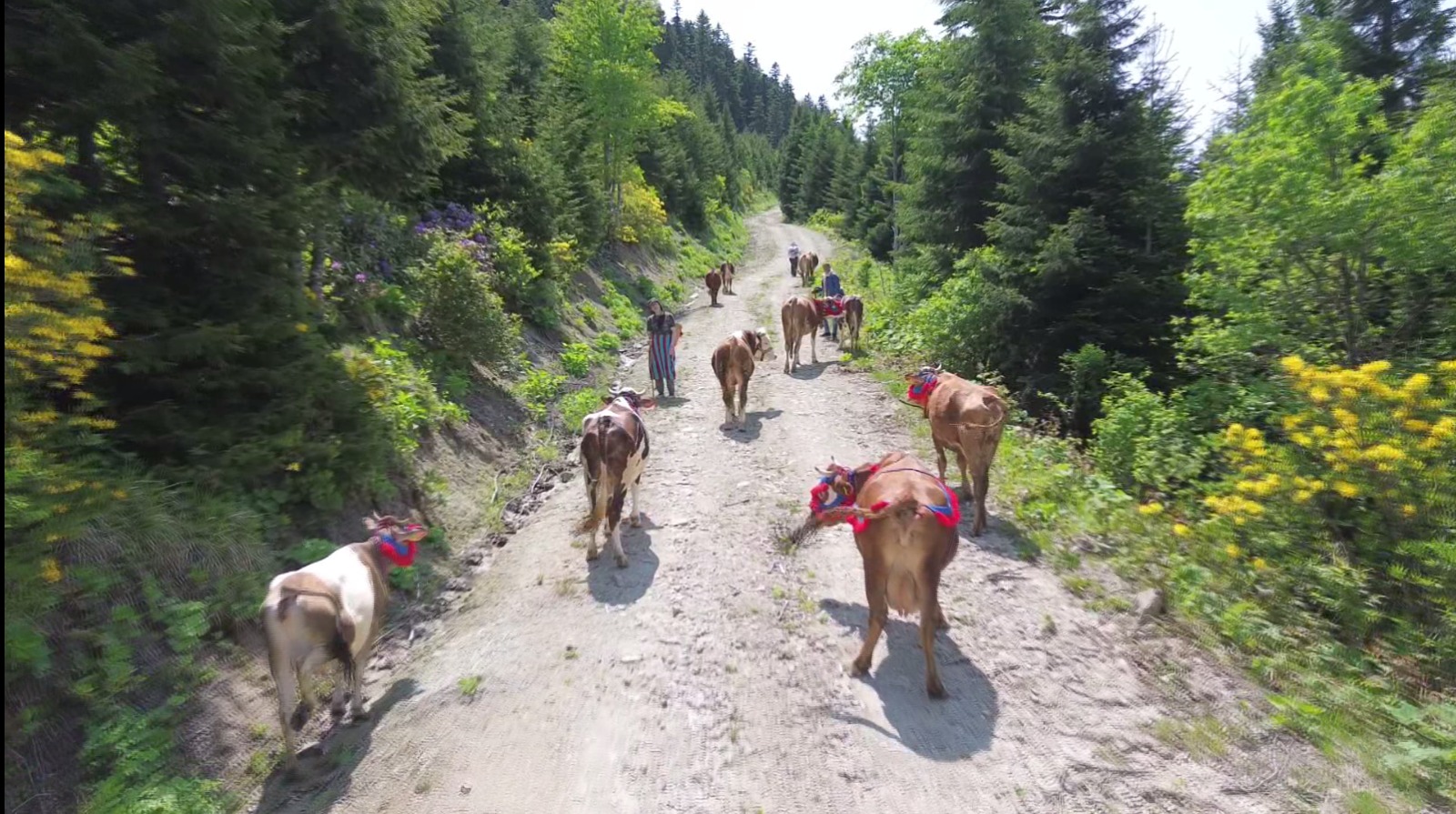 Karadeniz’de türkülü manili renkli yayla göçü(ÖZEL HABER) - Görsel 4