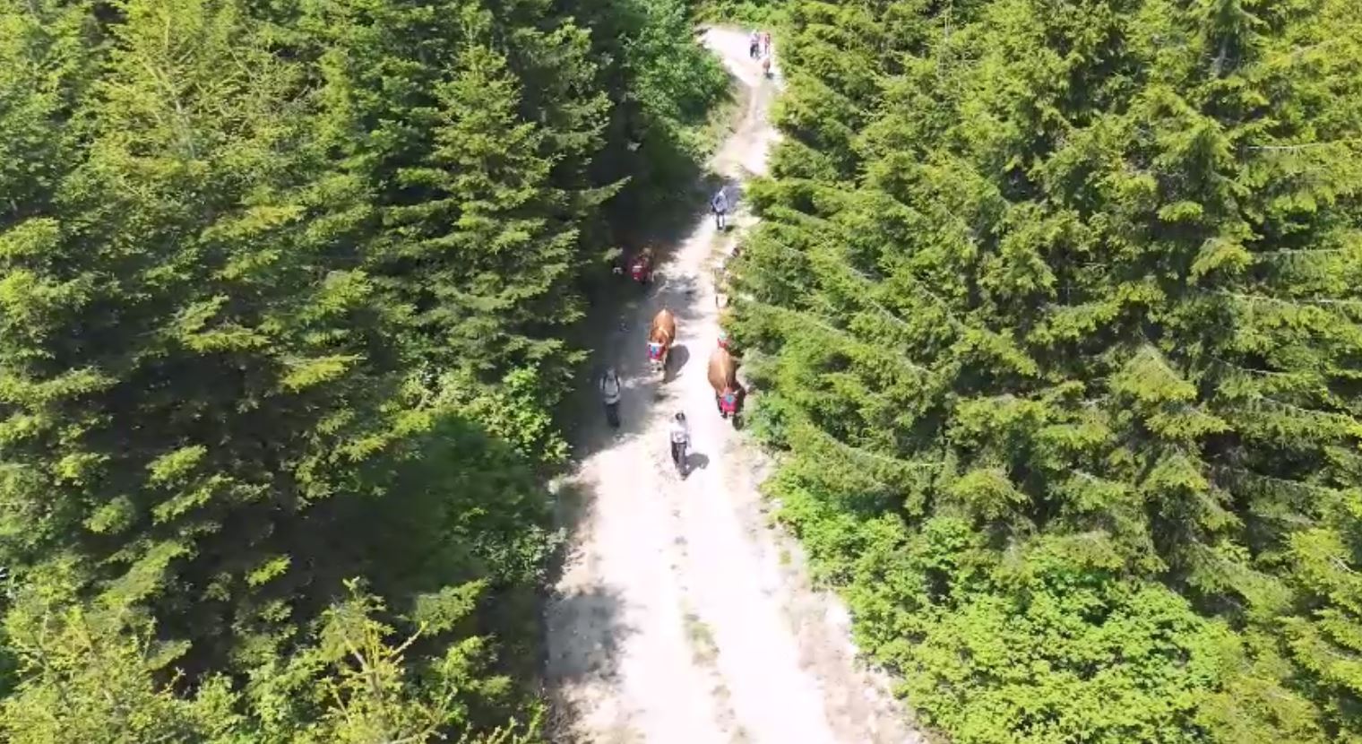 Karadeniz’de türkülü manili renkli yayla göçü(ÖZEL HABER) - Görsel 5