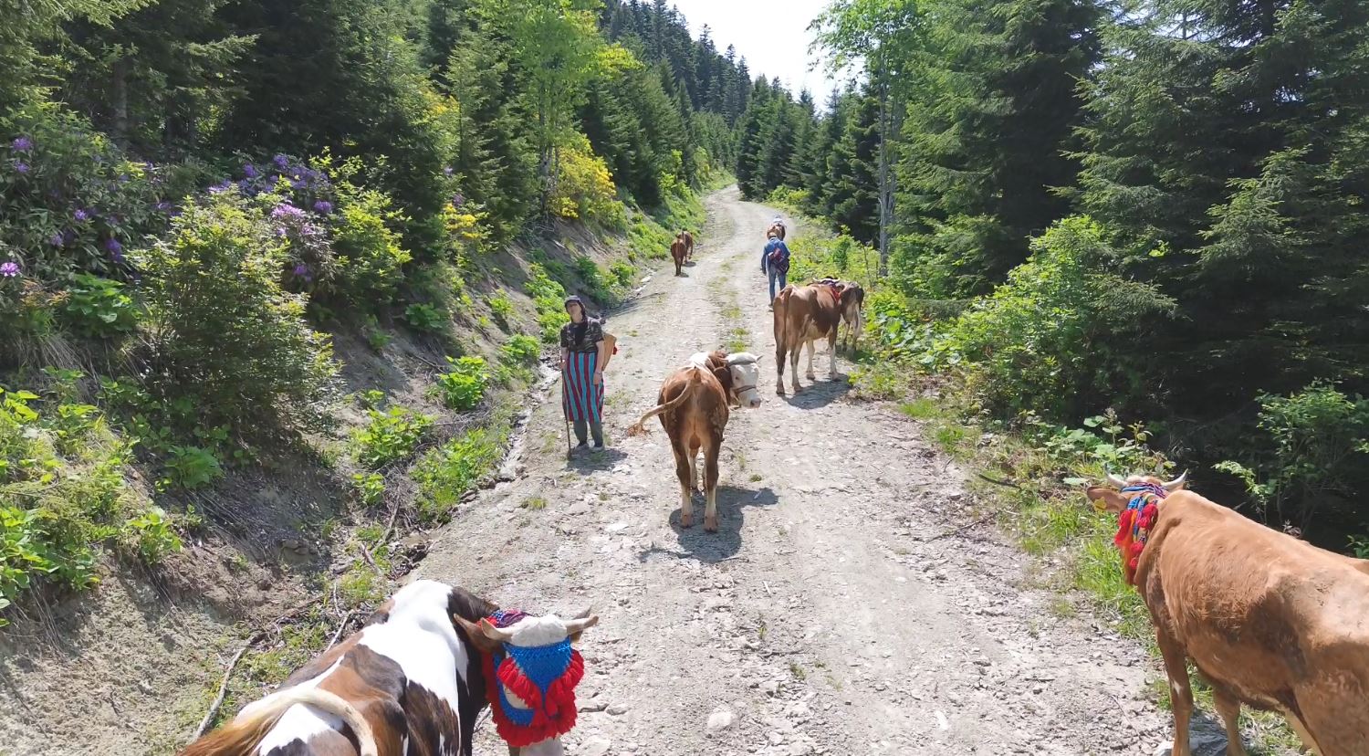 Karadeniz’de türkülü manili renkli yayla göçü(ÖZEL HABER) - Görsel 6