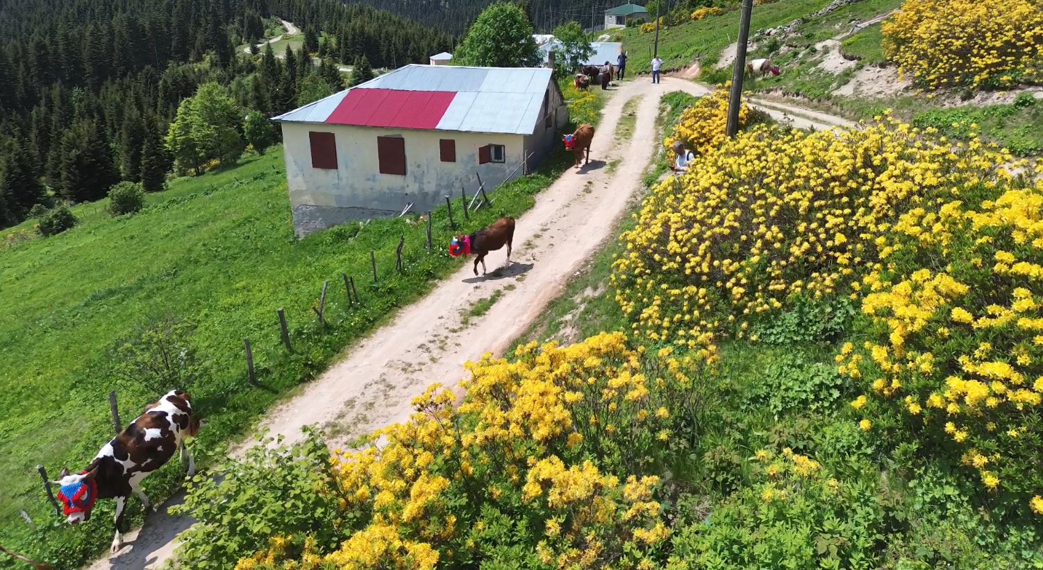 Karadeniz’de türkülü manili renkli yayla göçü(ÖZEL HABER) - Görsel 7