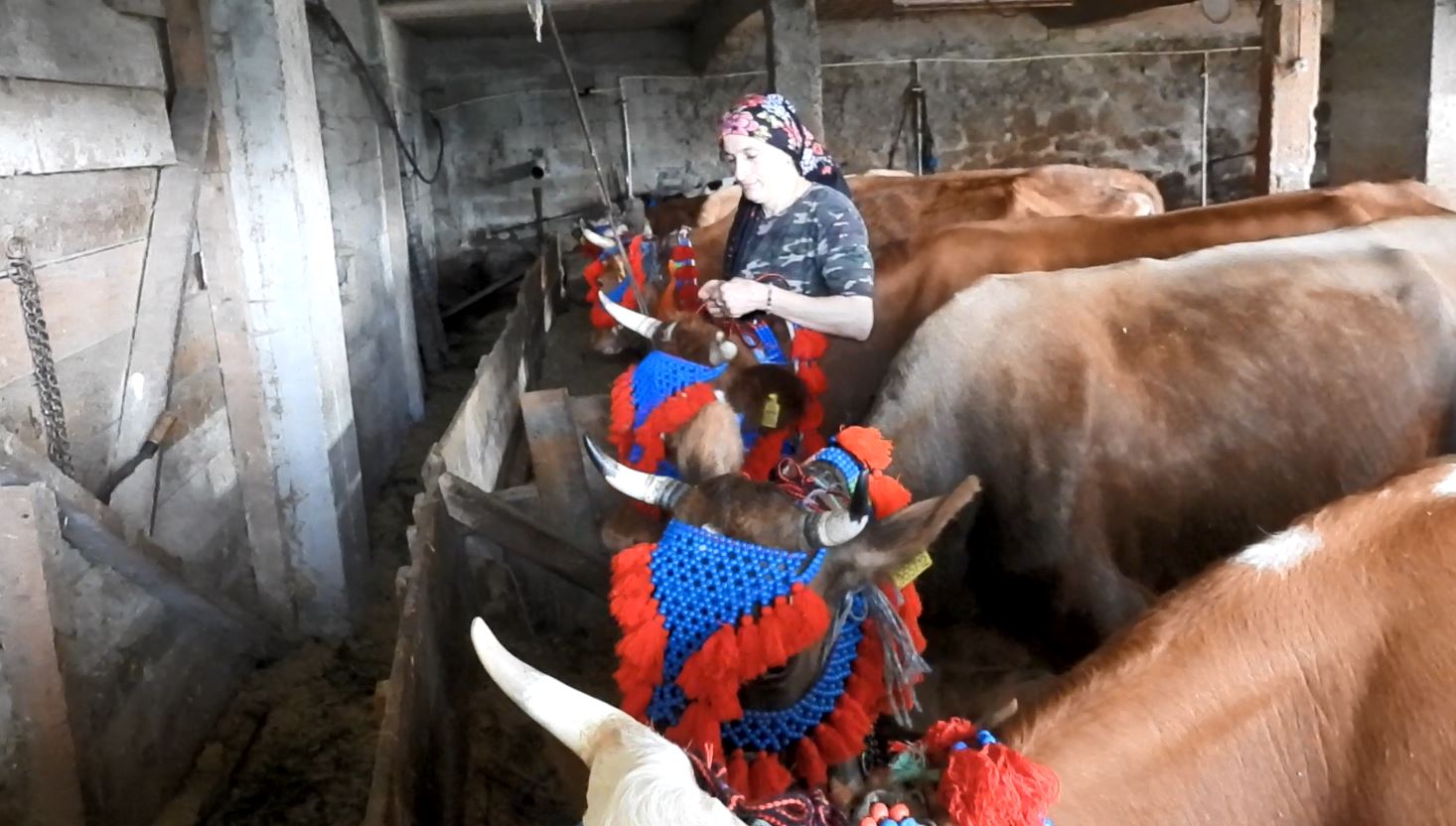 Karadeniz’de türkülü manili renkli yayla göçü(ÖZEL HABER) - Görsel 10