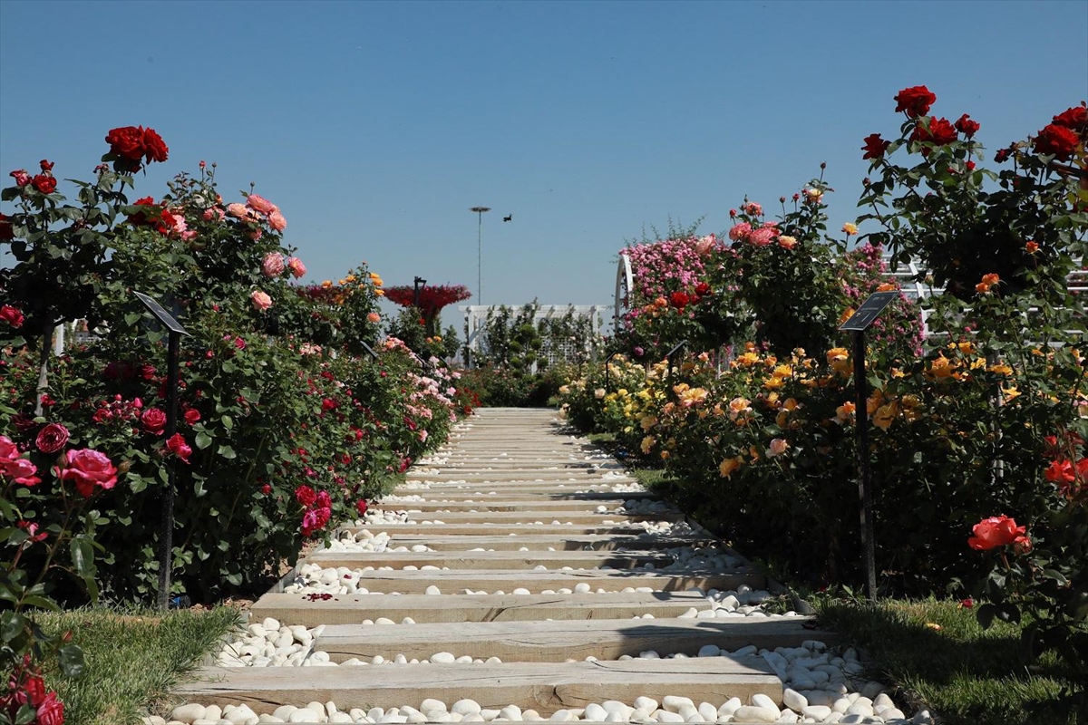 Konya'da 190 türün bulunduğu Karatay Mevlana Gül Parkı yeni sezonunu açtı - Görsel 5