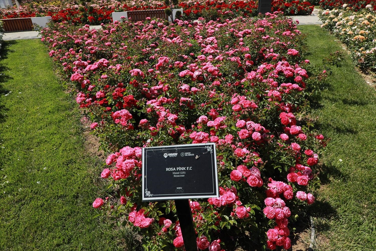 Konya'da 190 türün bulunduğu Karatay Mevlana Gül Parkı yeni sezonunu açtı - Görsel 6