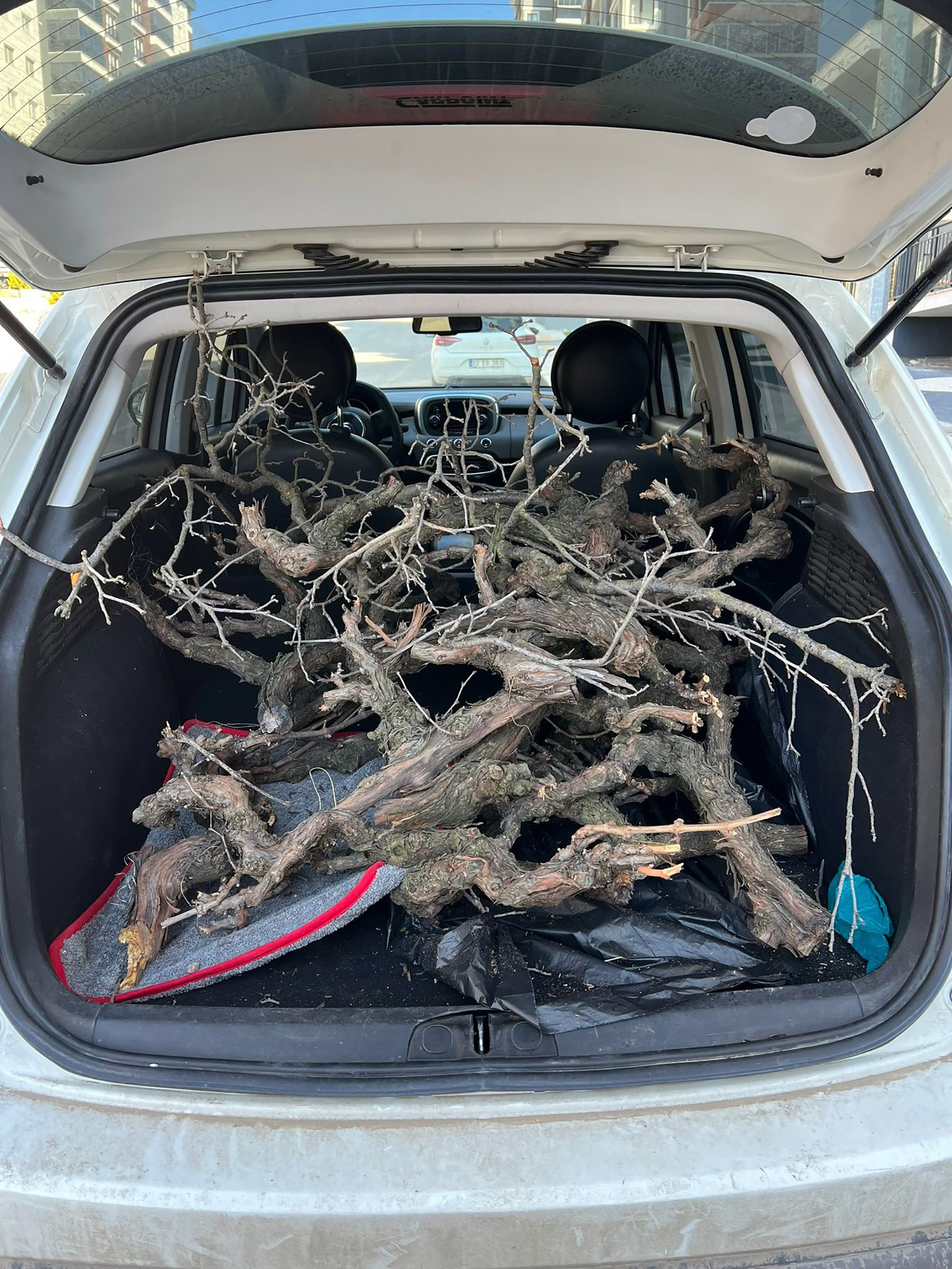 Kurumuş ağaç köklerini geri dönüşüme kazandırıp, dekorasyon malzemeleri yapıyor - Görsel 11