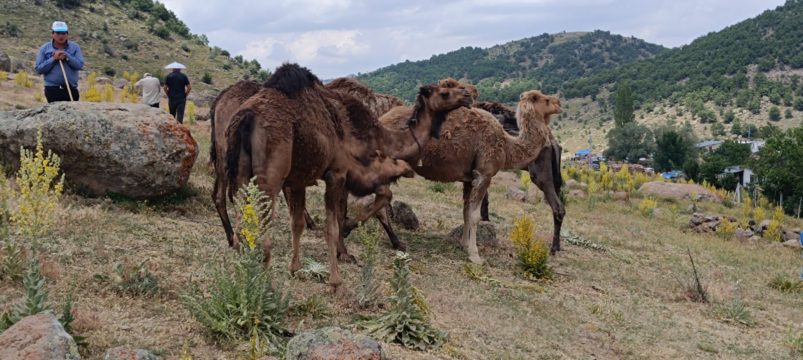 Gevrekli Mahallesi Geleneksel Yayla Şenliği Coşkuyla Kutlandı - Görsel 3