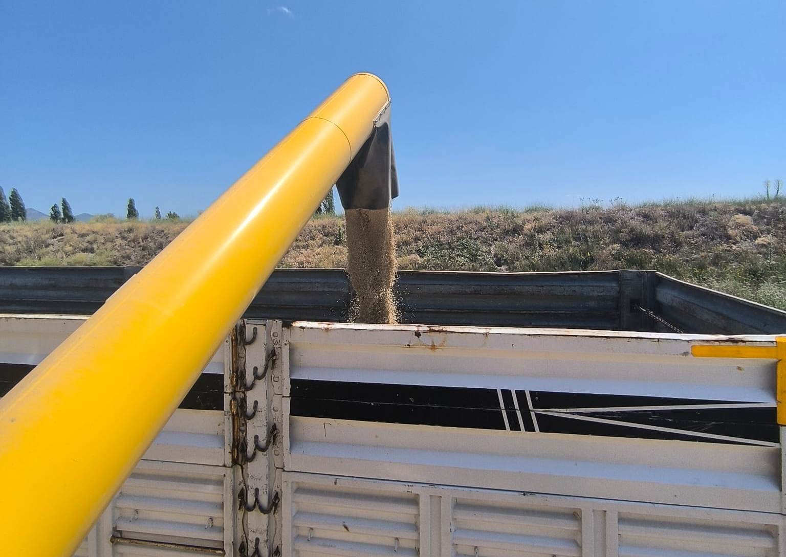 Seydişehir'de 2025 Arpa-Buğday Hasat Sezonu Bağra Mahallesi'nde Başladı - Görsel 5