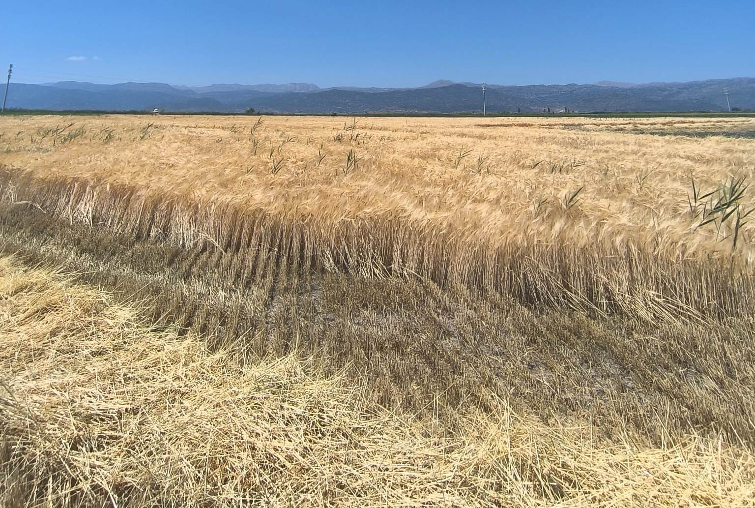Seydişehir'de 2025 Arpa-Buğday Hasat Sezonu Bağra Mahallesi'nde Başladı - Görsel 6