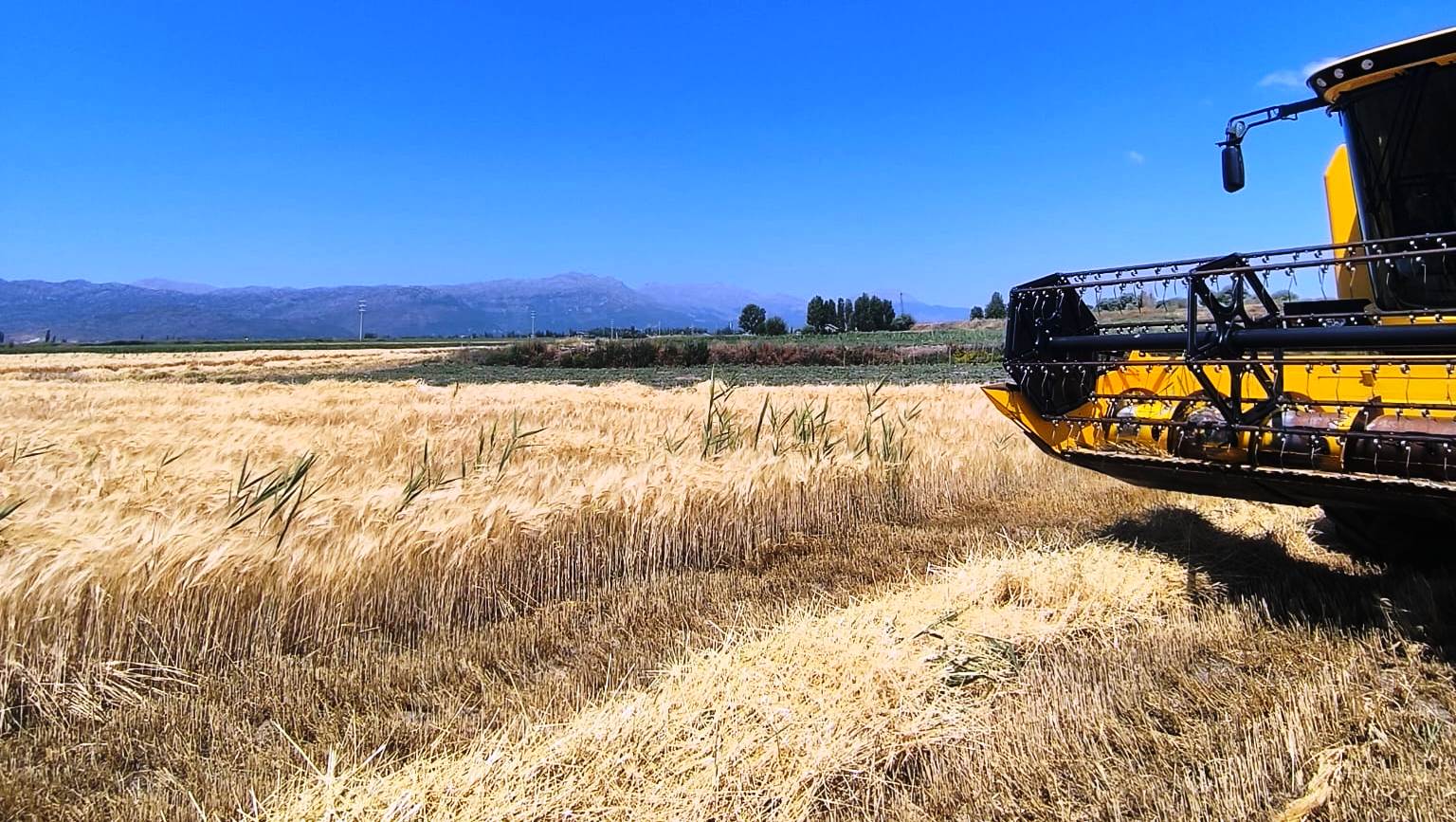 Seydişehir'de 2025 Arpa-Buğday Hasat Sezonu Bağra Mahallesi'nde Başladı - Görsel 8