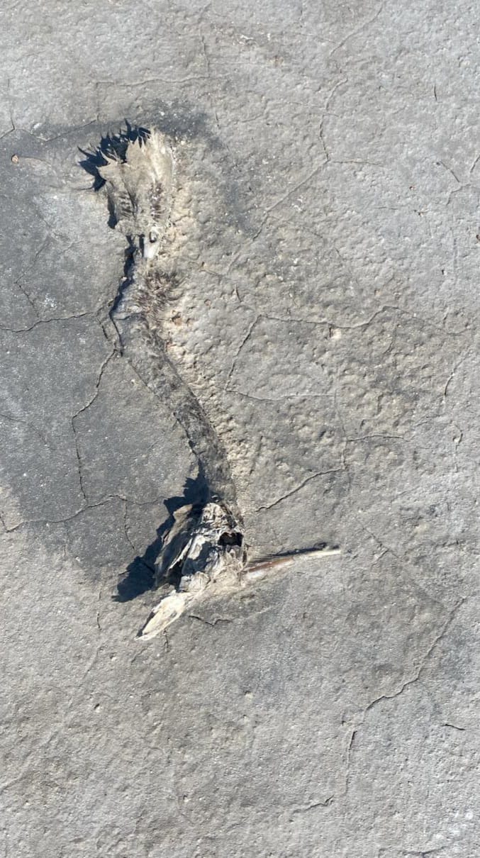 Tuz Gölü'nde 2 bin yavru flamingo öldü - Görsel 1