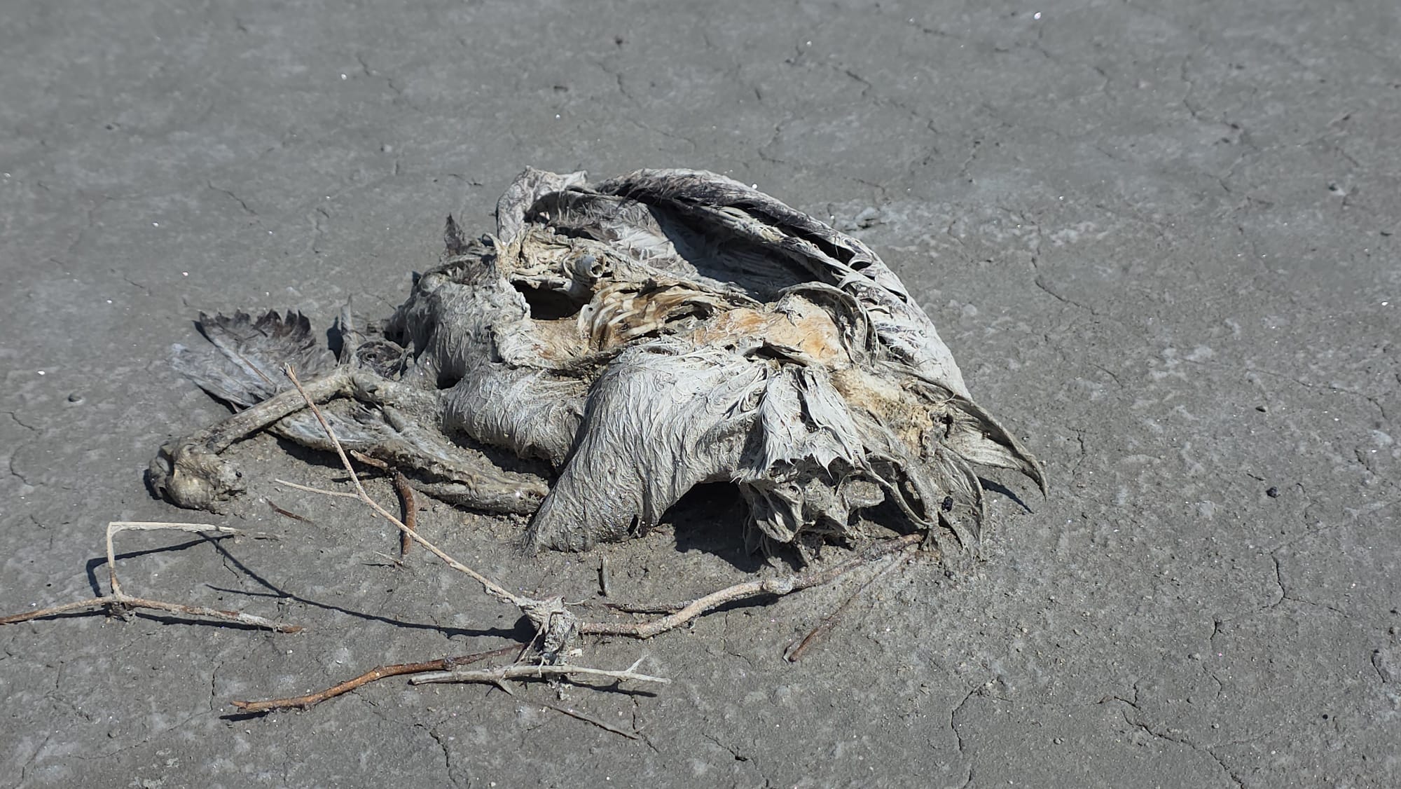 Tuz Gölü'nde 2 bin yavru flamingo öldü - Görsel 2