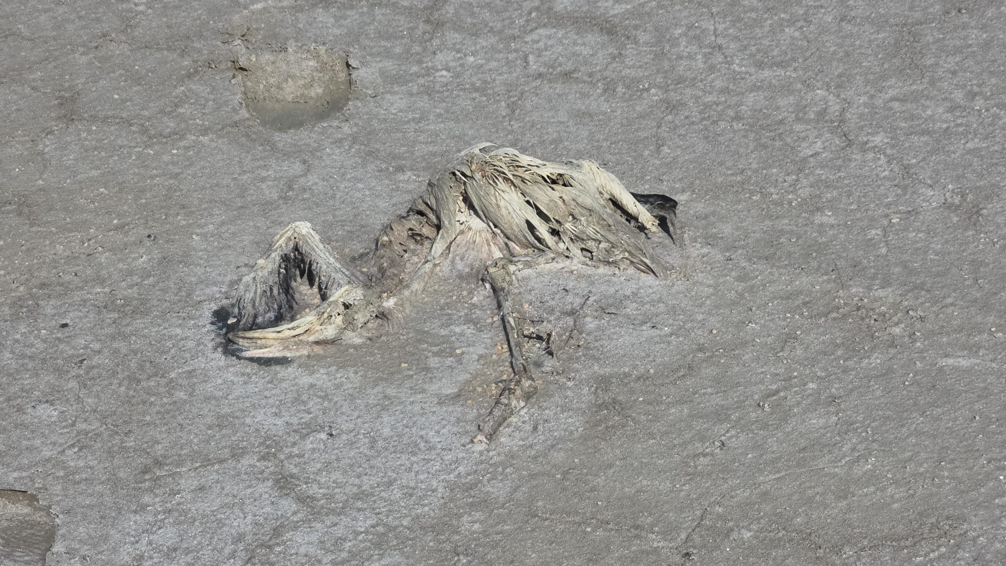 Tuz Gölü'nde 2 bin yavru flamingo öldü - Görsel 4