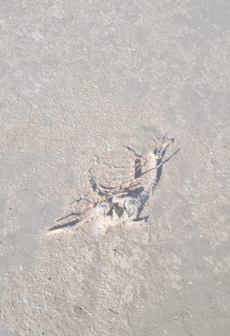 Tuz Gölü'nde 2 bin yavru flamingo öldü - Görsel 5