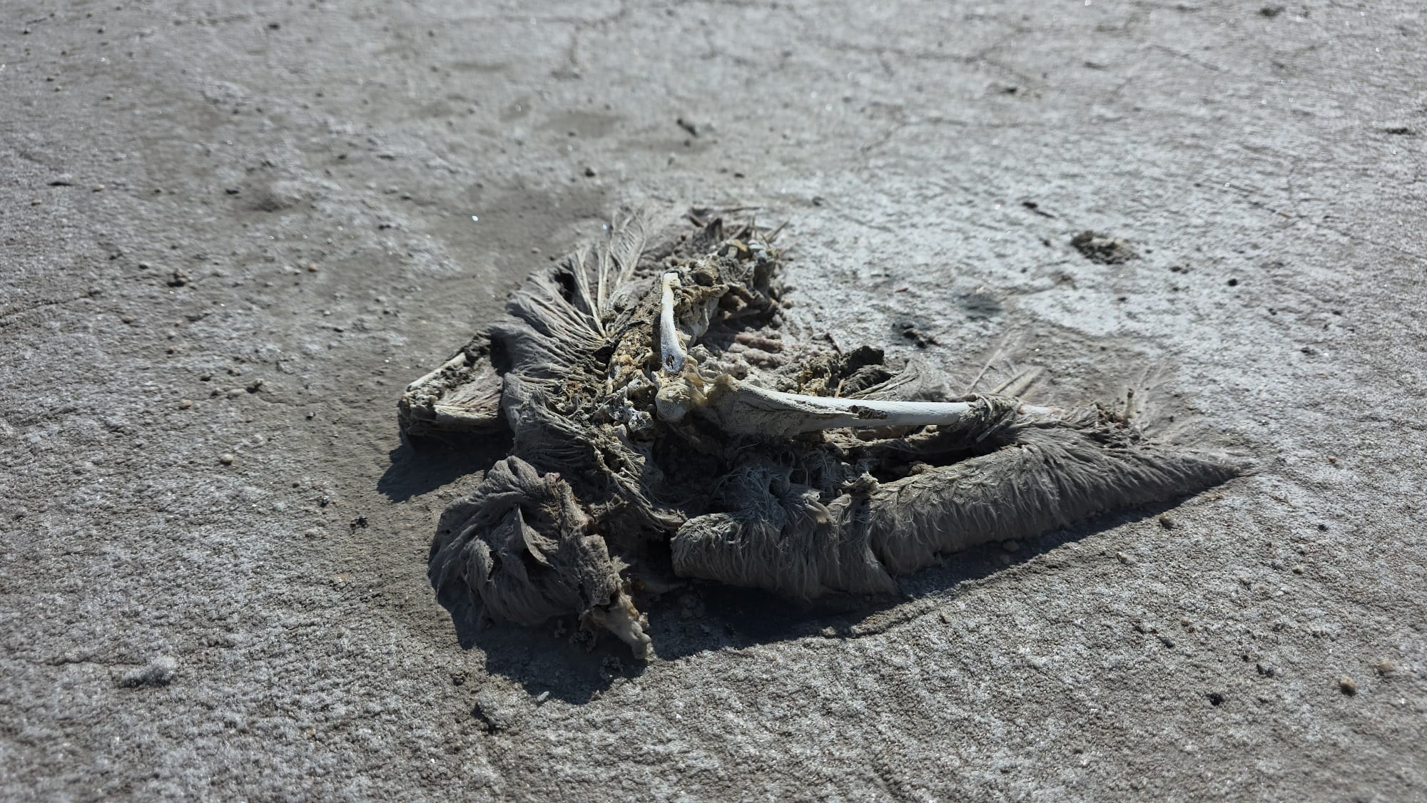 Tuz Gölü'nde 2 bin yavru flamingo öldü - Görsel 6