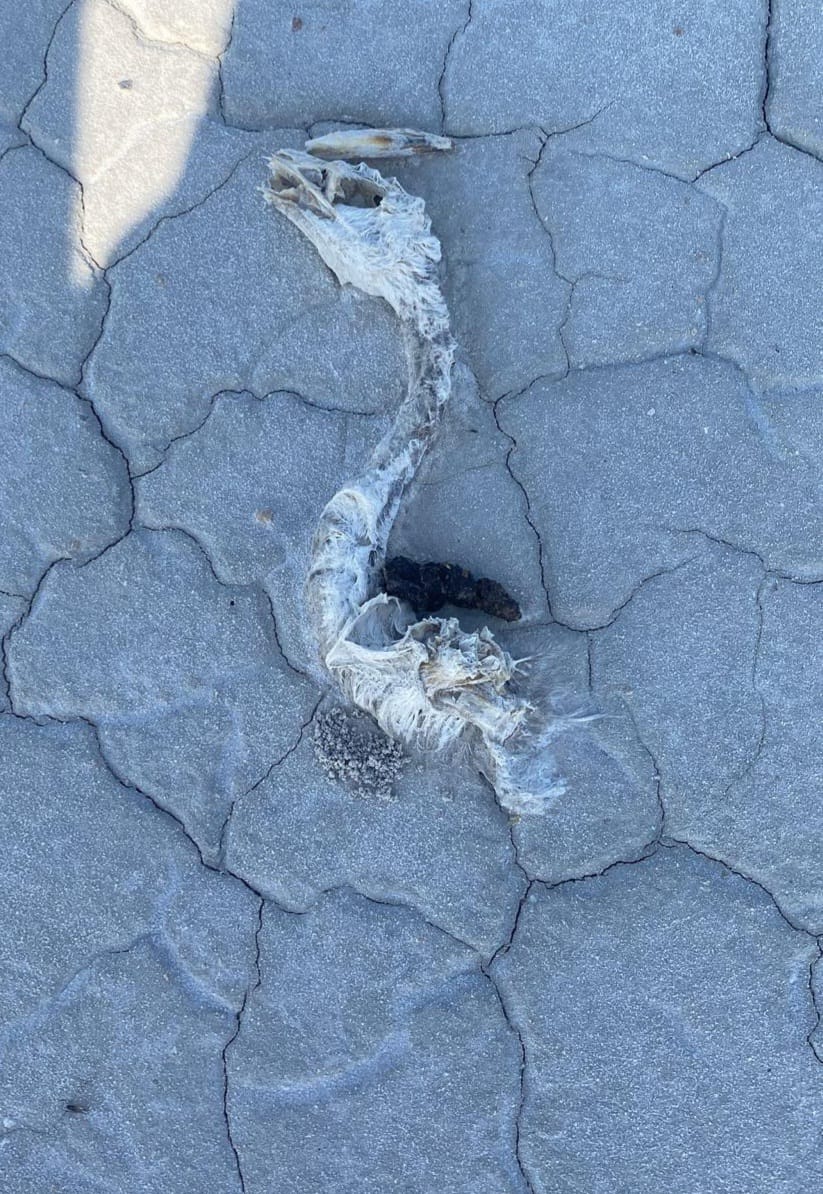 Tuz Gölü'nde 2 bin yavru flamingo öldü - Görsel 7