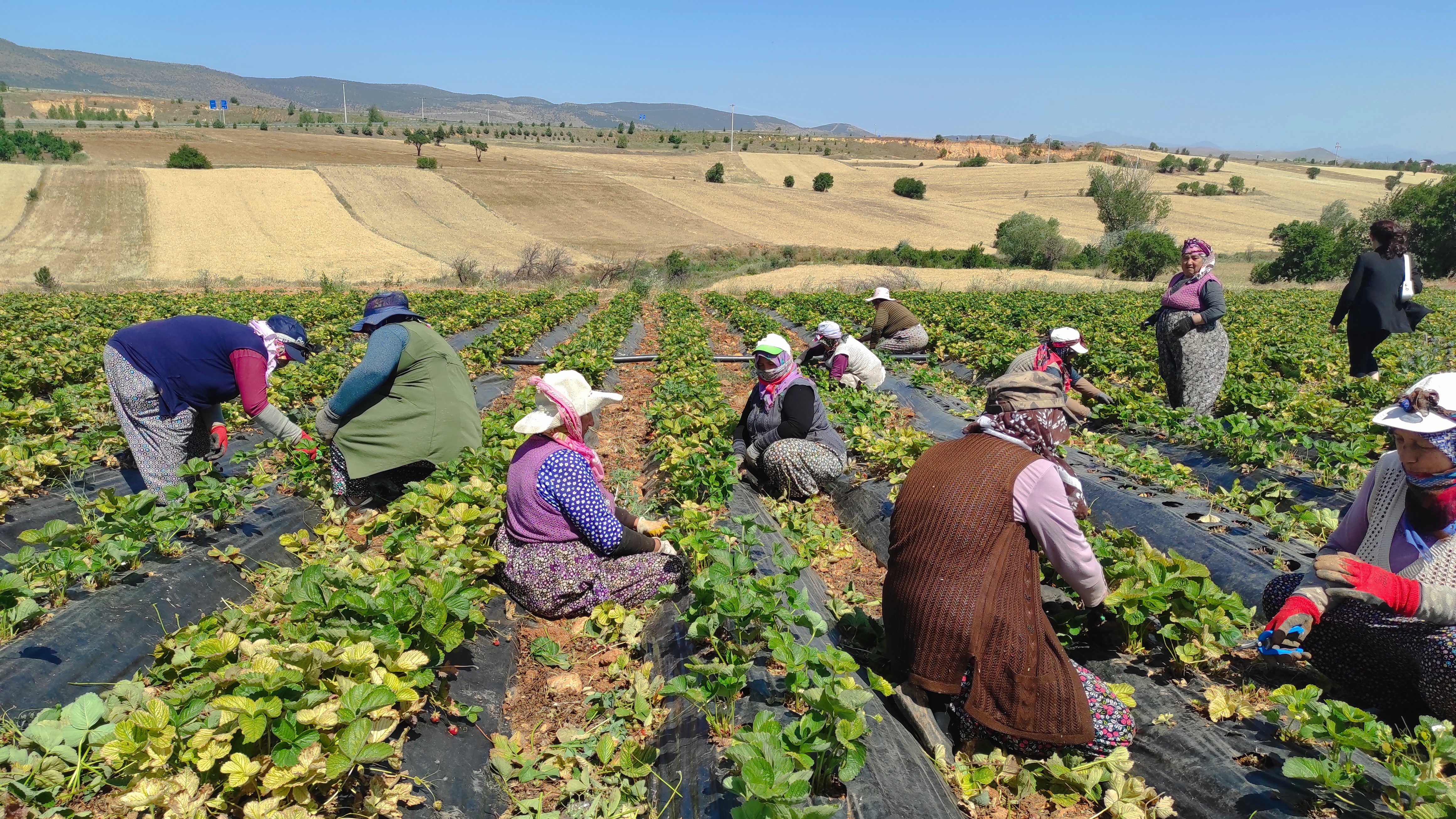 -Tarımın Başkenti Konya' Hüyük Çileği Üreticiye Umut Oluyor - Görsel 1