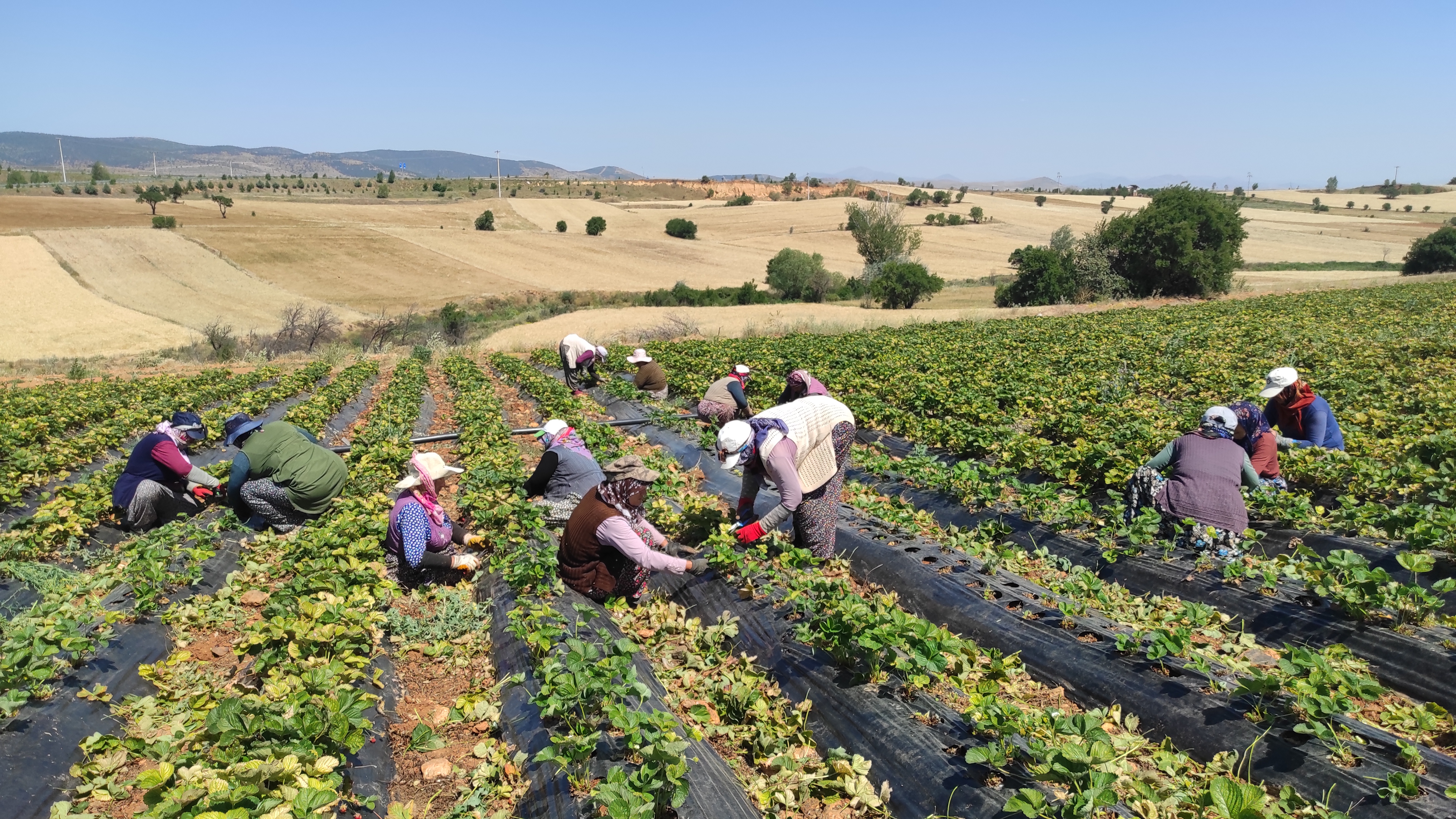 -Tarımın Başkenti Konya' Hüyük Çileği Üreticiye Umut Oluyor - Görsel 2